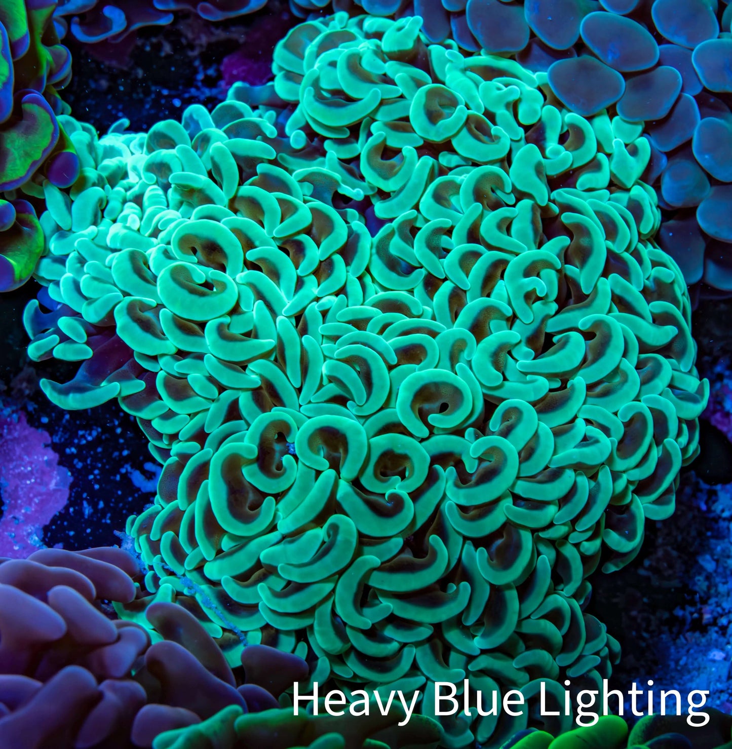 Ultra Hammer Coral - WYSIWYG 10cm C3R6B1 Ultra Hammer Coral - WYSIWYG 10cm C3R6B1 Aquarium Decor Ultra Hammer Coral - WYSIWYG 10cm C3R6B1 Zeo Box Reef
