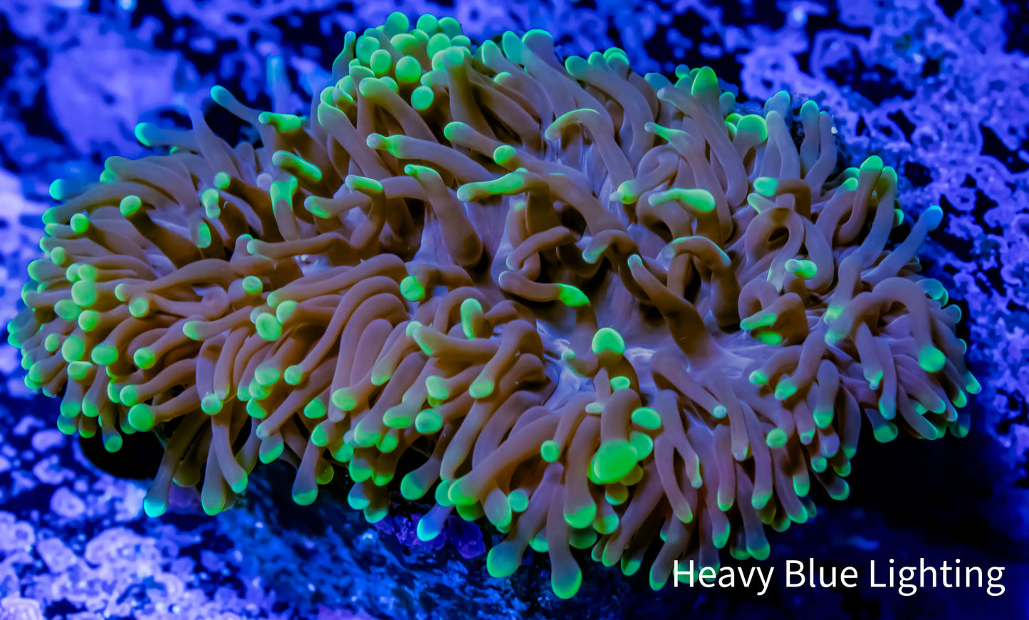 Ultra Hammer Coral WYSIWYG 10cm D4R6B1 Ultra Hammer Coral WYSIWYG 10cm D4R6B1 Aquarium Decor Ultra Hammer Coral WYSIWYG 10cm D4R6B1 Zeo Box Reef