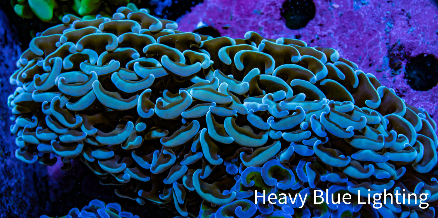 Ultra Hammer Coral - WYSIWYG 10cm F2R6B1 Ultra Hammer Coral - WYSIWYG 10cm F2R6B1 Aquarium Decor Ultra Hammer Coral - WYSIWYG 10cm F2R6B1 Zeo Box Reef