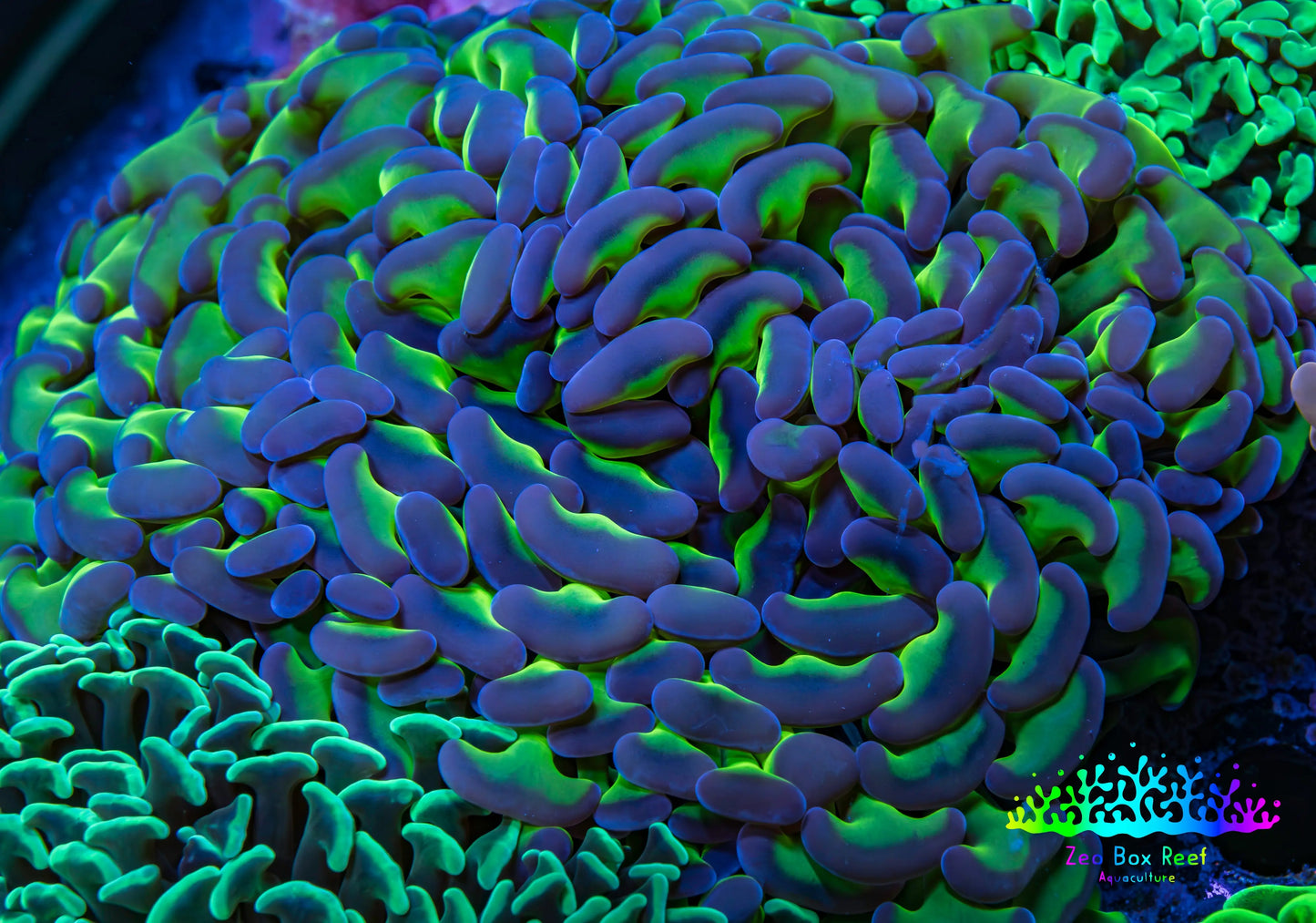 Ultra Hammer Coral - WYSIWYG 11cm A2R5B1 Ultra Hammer Coral - WYSIWYG 11cm A2R5B1 Aquarium Decor Ultra Hammer Coral - WYSIWYG 11cm A2R5B1 Zeo Box Reef