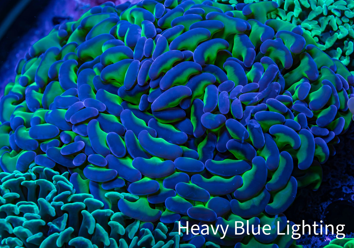 Ultra Hammer Coral - WYSIWYG 11cm A2R5B1 Ultra Hammer Coral - WYSIWYG 11cm A2R5B1 Aquarium Decor Ultra Hammer Coral - WYSIWYG 11cm A2R5B1 Zeo Box Reef