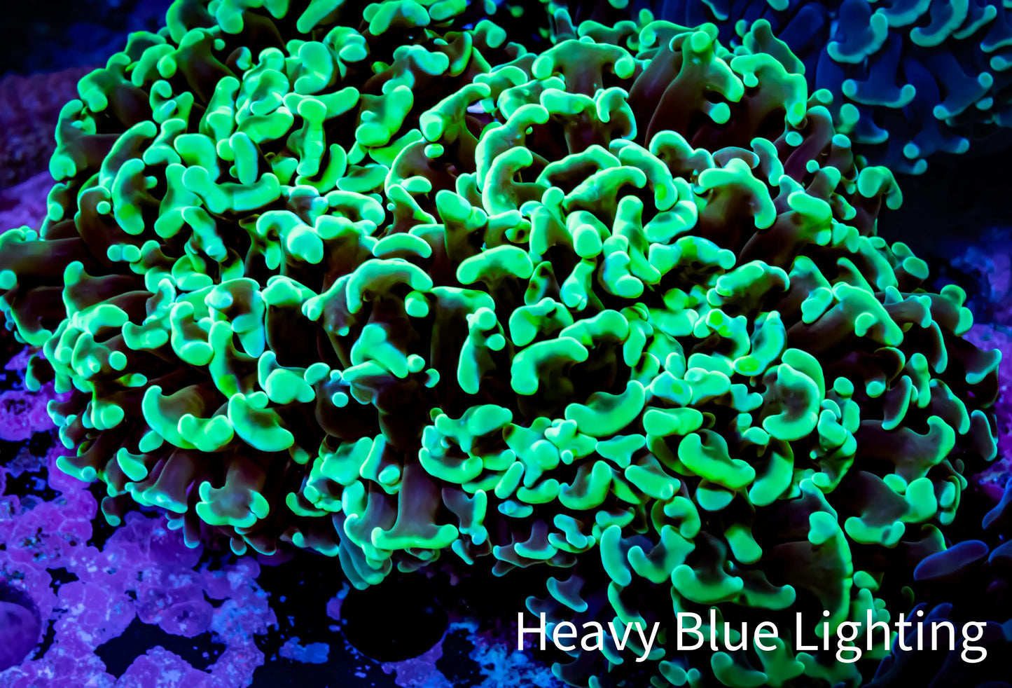 Ultra Hammer Coral - WYSIWYG 11cm A2R6B1 Ultra Hammer Coral - WYSIWYG 11cm A2R6B1 Aquarium Decor Ultra Hammer Coral - WYSIWYG 11cm A2R6B1 Zeo Box Reef