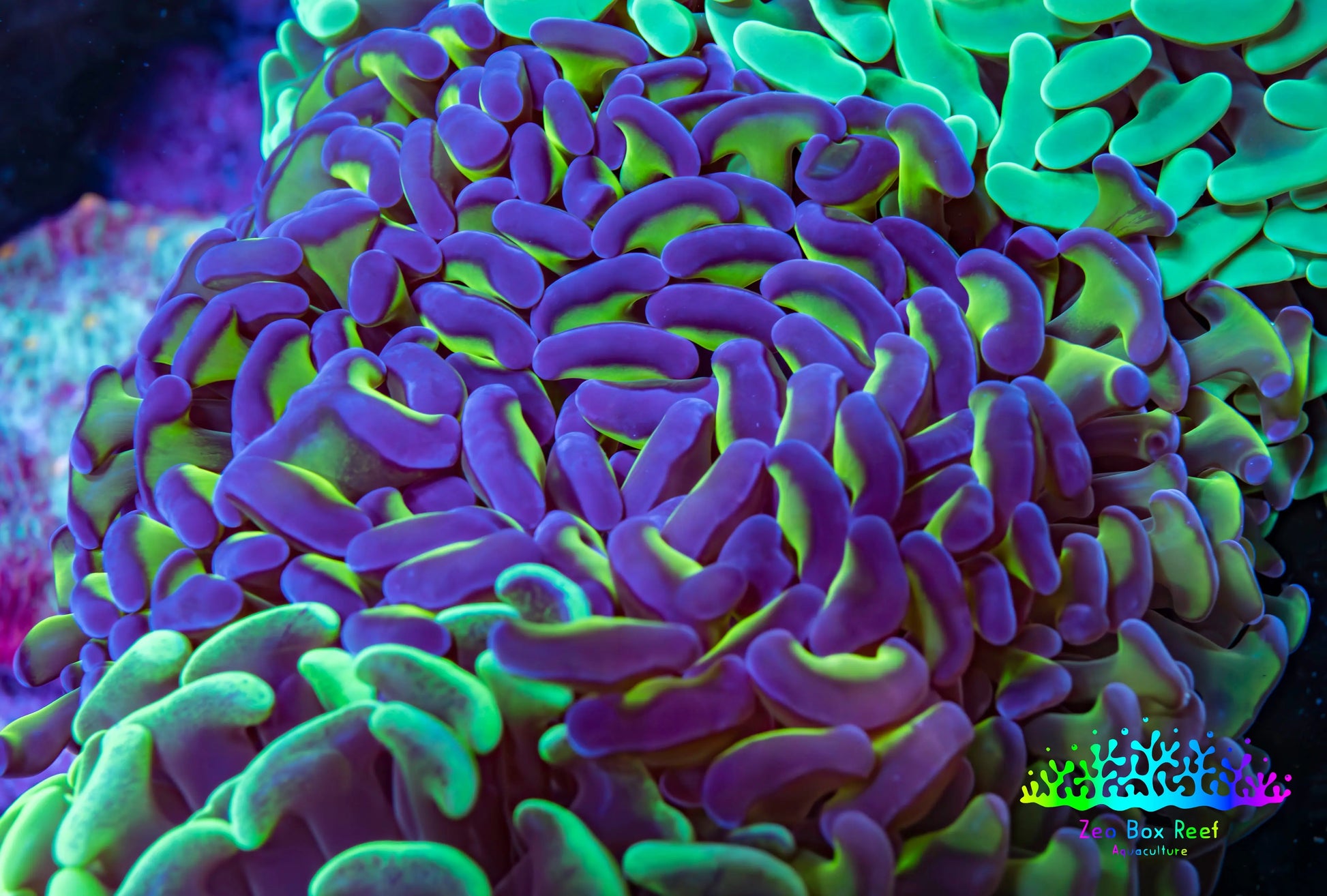 Ultra Hammer Coral -  WYSIWYG 11cm A2R6B1 Ultra Hammer Coral -  WYSIWYG 11cm A2R6B1 Aquarium Decor Ultra Hammer Coral -  WYSIWYG 11cm A2R6B1 Zeo Box Reef