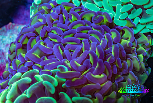 Ultra Hammer Coral -  WYSIWYG 11cm A2R6B1 Ultra Hammer Coral -  WYSIWYG 11cm A2R6B1 Aquarium Decor Ultra Hammer Coral -  WYSIWYG 11cm A2R6B1 Zeo Box Reef