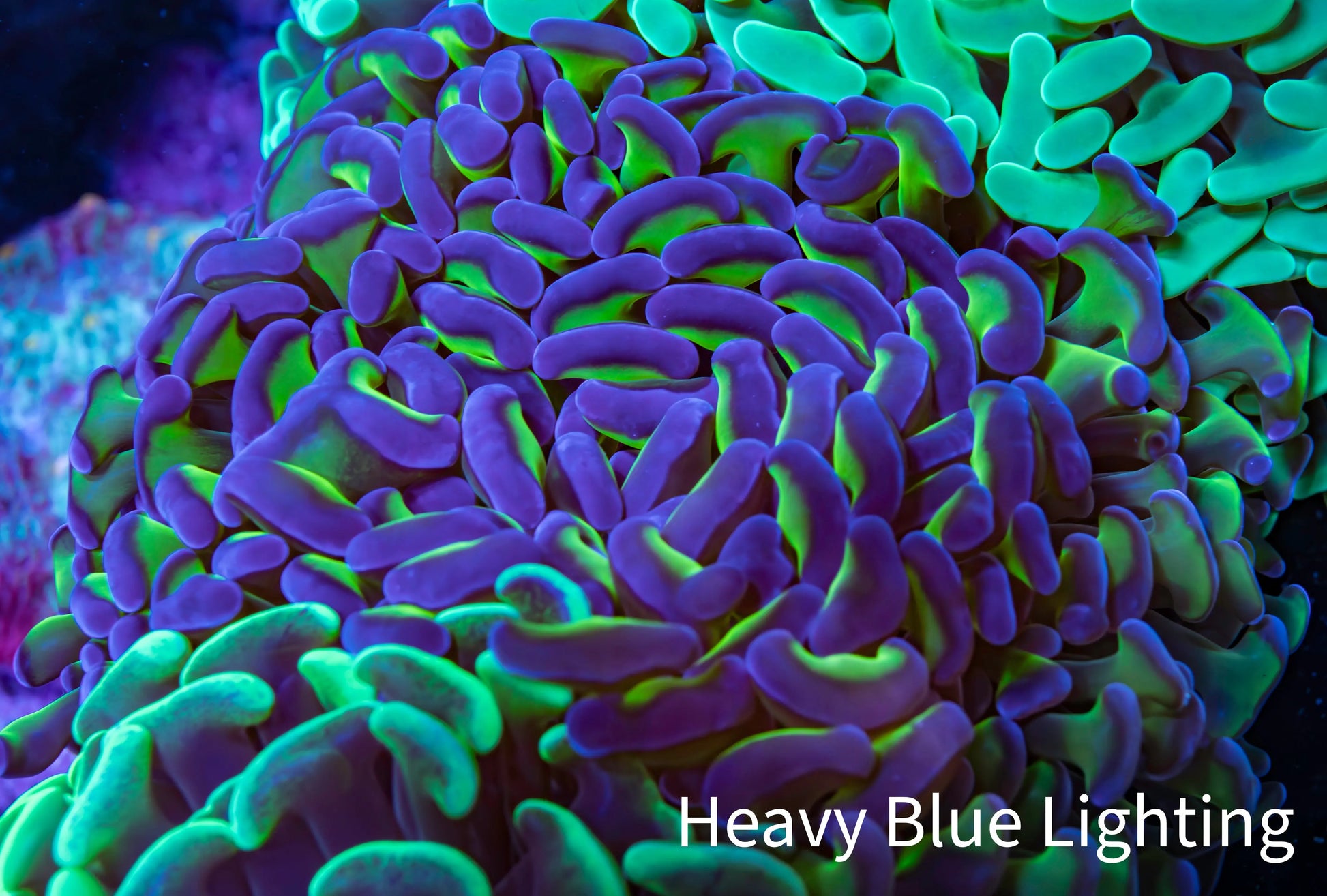 Ultra Hammer Coral -  WYSIWYG 11cm A2R6B1 Ultra Hammer Coral -  WYSIWYG 11cm A2R6B1 Aquarium Decor Ultra Hammer Coral -  WYSIWYG 11cm A2R6B1 Zeo Box Reef