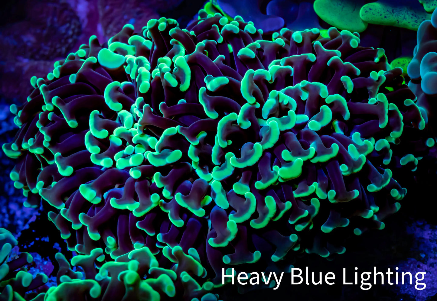 Ultra Hammer Coral - WYSIWYG 11cm A3R6B1 Ultra Hammer Coral - WYSIWYG 11cm A3R6B1 Aquarium Decor Ultra Hammer Coral - WYSIWYG 11cm A3R6B1 Zeo Box Reef