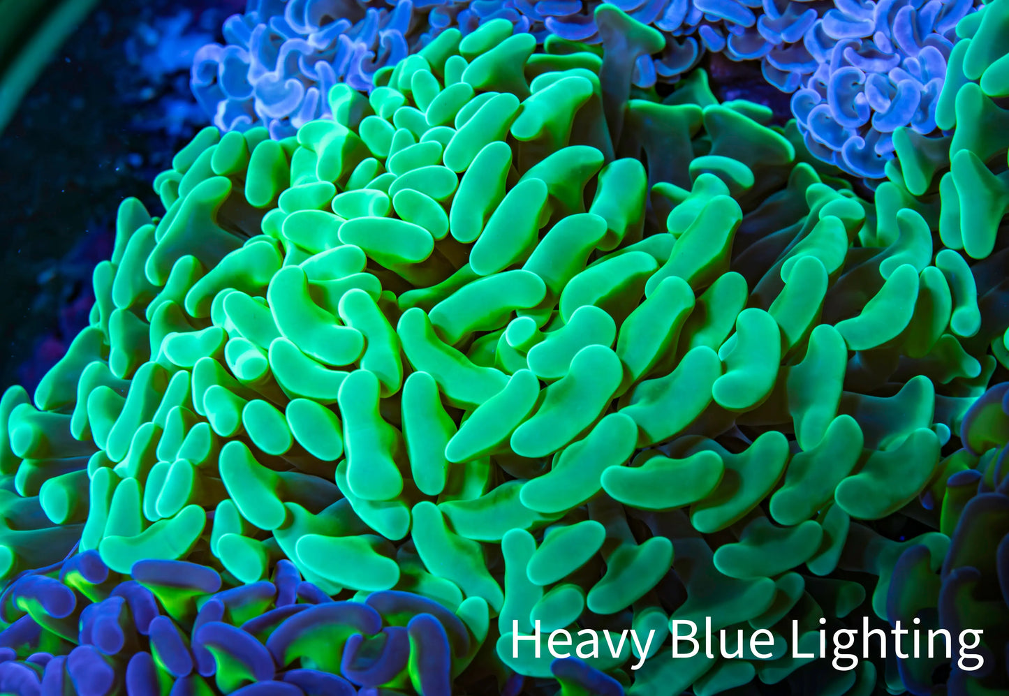 Ultra Hammer Coral - WYSIWYG 11cm A3R6B1 Ultra Hammer Coral - WYSIWYG 11cm A3R6B1 Aquarium Decor Ultra Hammer Coral - WYSIWYG 11cm A3R6B1 Zeo Box Reef