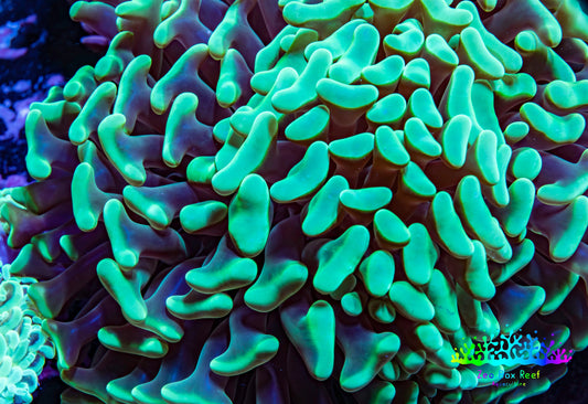 Ultra Hammer Coral -  WYSIWYG 11cm A3R6B1 Ultra Hammer Coral -  WYSIWYG 11cm A3R6B1 Aquarium Decor Ultra Hammer Coral -  WYSIWYG 11cm A3R6B1 Zeo Box Reef