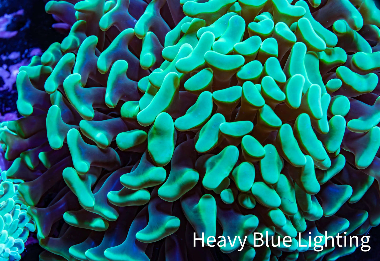 Ultra Hammer Coral - WYSIWYG 11cm A3R6B1 Ultra Hammer Coral - WYSIWYG 11cm A3R6B1 Aquarium Decor Ultra Hammer Coral - WYSIWYG 11cm A3R6B1 Zeo Box Reef