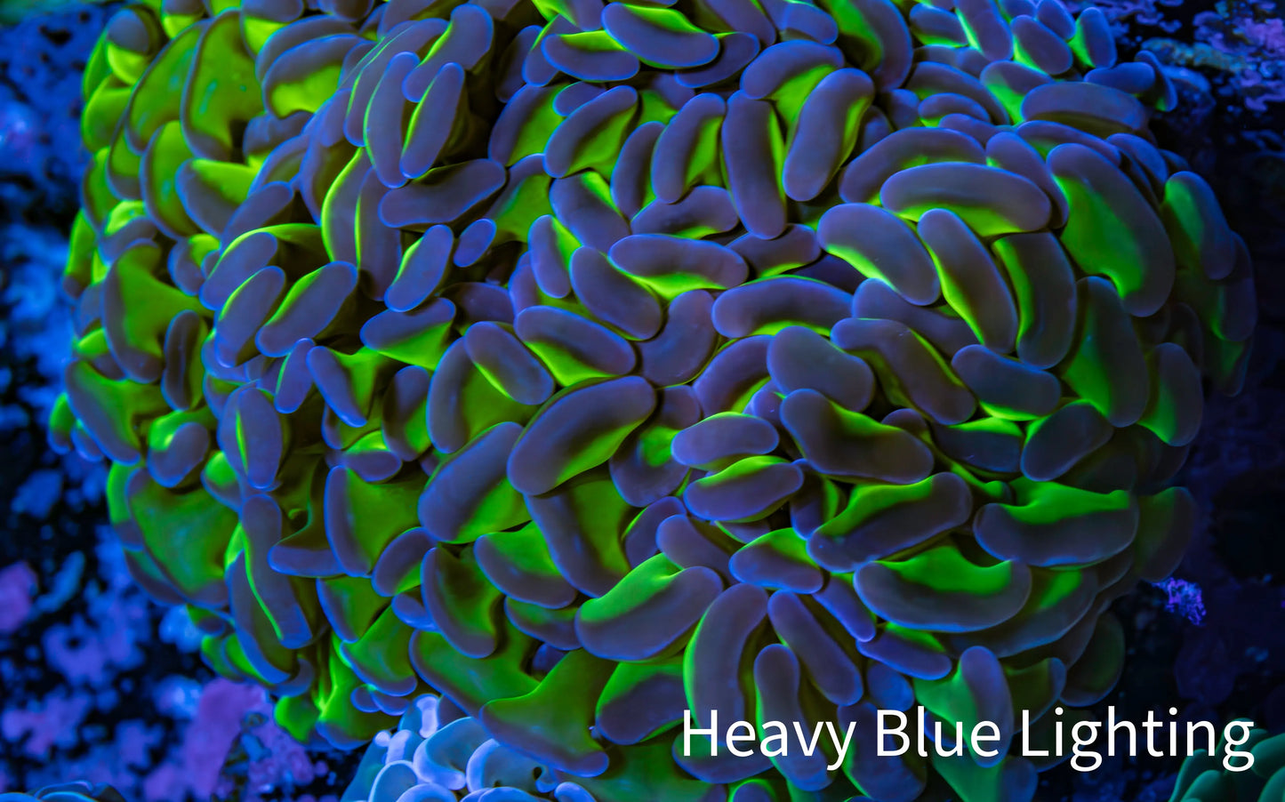 Ultra Hammer Coral - WYSIWYG 11cm A5R6B1 Ultra Hammer Coral - WYSIWYG 11cm A5R6B1 Aquarium Decor Ultra Hammer Coral - WYSIWYG 11cm A5R6B1 Zeo Box Reef