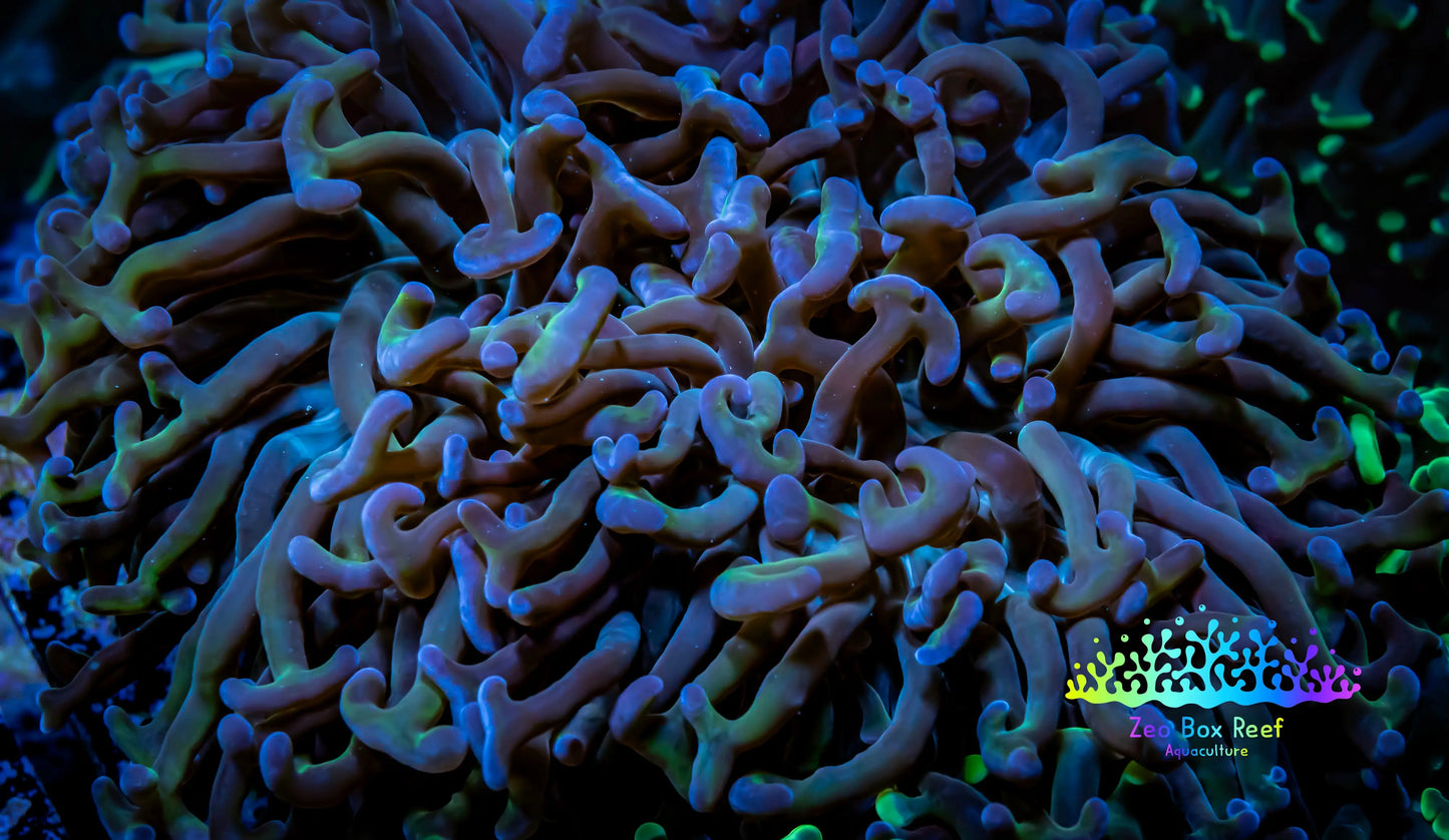 Ultra Hammer Coral - WYSIWYG 12cm A1R6B1 Ultra Hammer Coral - WYSIWYG 12cm A1R6B1 Aquarium Decor Ultra Hammer Coral - WYSIWYG 12cm A1R6B1 Zeo Box Reef