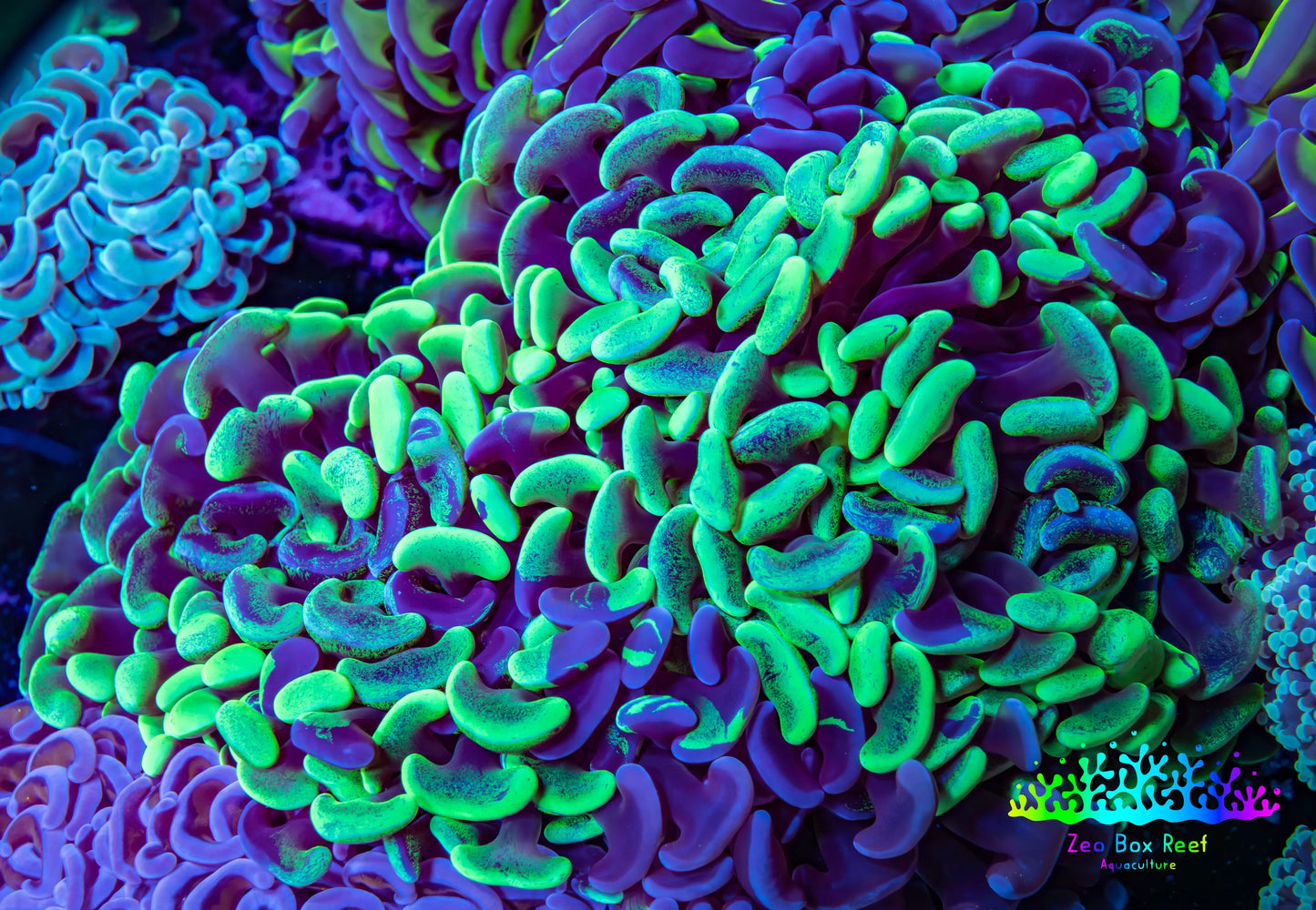 Ultra Hammer Coral - WYSIWYG 12cm B5R6B1 Ultra Hammer Coral - WYSIWYG 12cm B5R6B1 Aquarium Decor Ultra Hammer Coral - WYSIWYG 12cm B5R6B1 Zeo Box Reef
