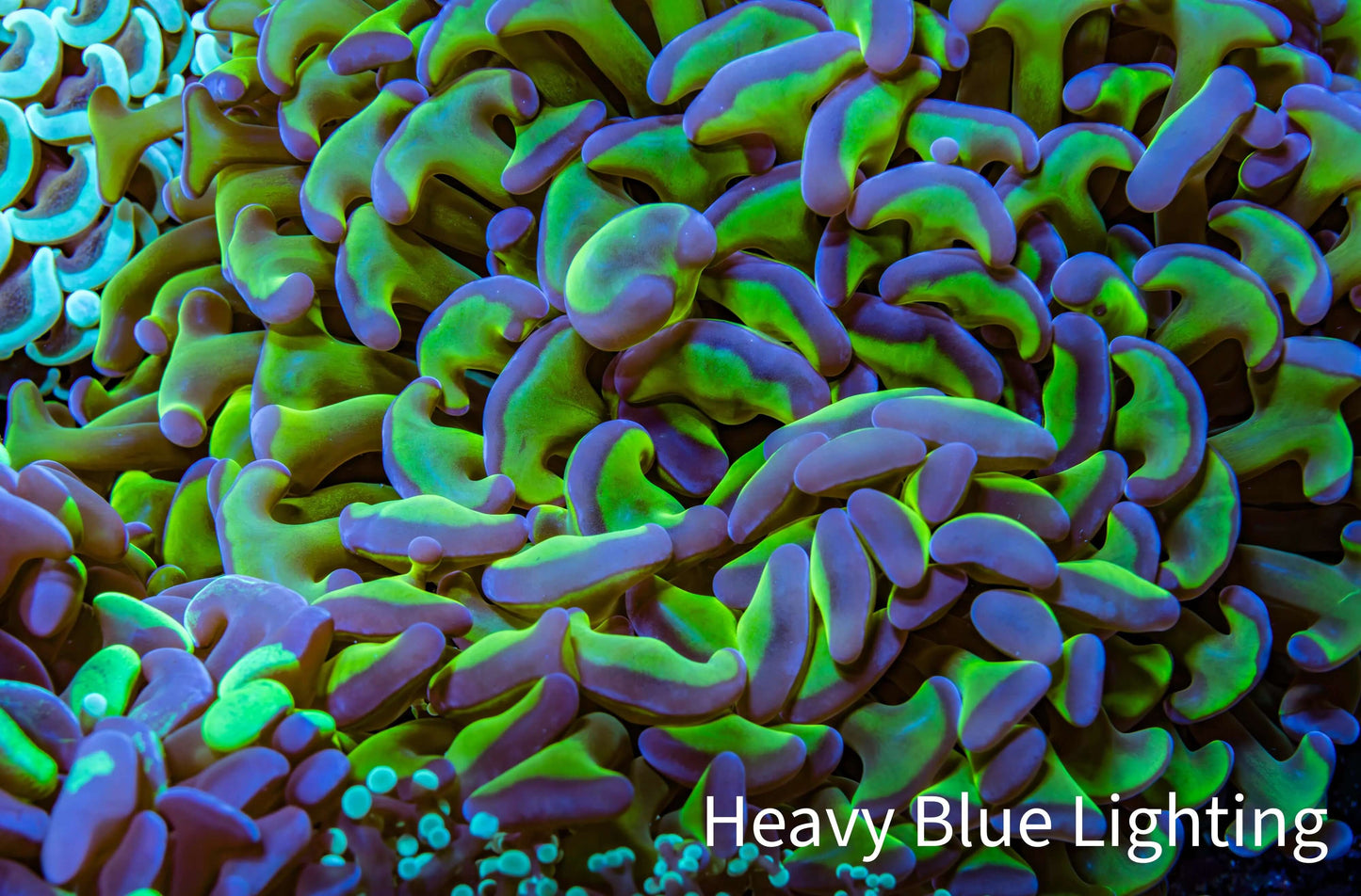 Ultra Hammer Coral - WYSIWYG 12cm C6R6B1 Ultra Hammer Coral - WYSIWYG 12cm C6R6B1 Aquarium Decor Ultra Hammer Coral - WYSIWYG 12cm C6R6B1 Zeo Box Reef