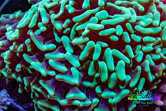 Ultra Hammer Coral -  WYSIWYG 13cm A1R5B1 Ultra Hammer Coral -  WYSIWYG 13cm A1R5B1 Aquarium Decor Ultra Hammer Coral -  WYSIWYG 13cm A1R5B1 Zeo Box Reef
