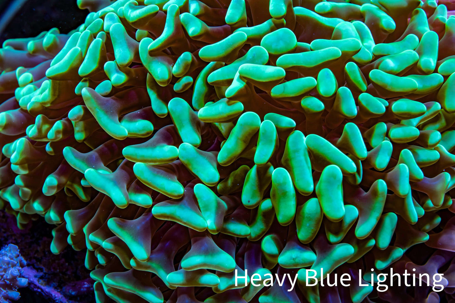 Ultra Hammer Coral - WYSIWYG 13cm A1R5B1 Ultra Hammer Coral - WYSIWYG 13cm A1R5B1 Aquarium Decor Ultra Hammer Coral - WYSIWYG 13cm A1R5B1 Zeo Box Reef