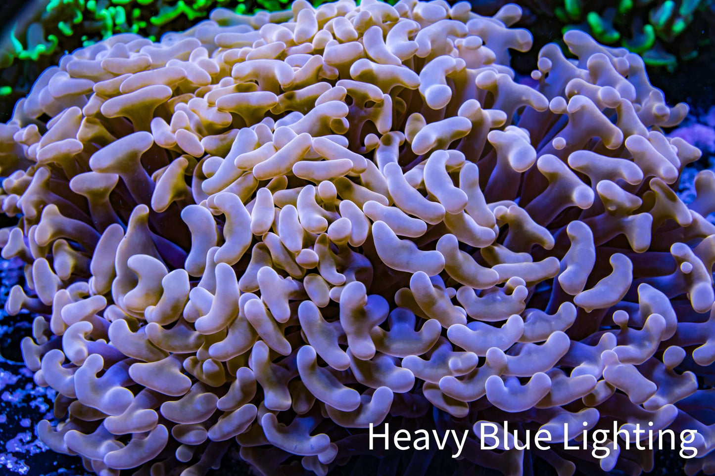 Ultra Hammer Coral - WYSIWYG 13cm B1R5B1 Ultra Hammer Coral - WYSIWYG 13cm B1R5B1 Aquarium Decor Ultra Hammer Coral - WYSIWYG 13cm B1R5B1 Zeo Box Reef