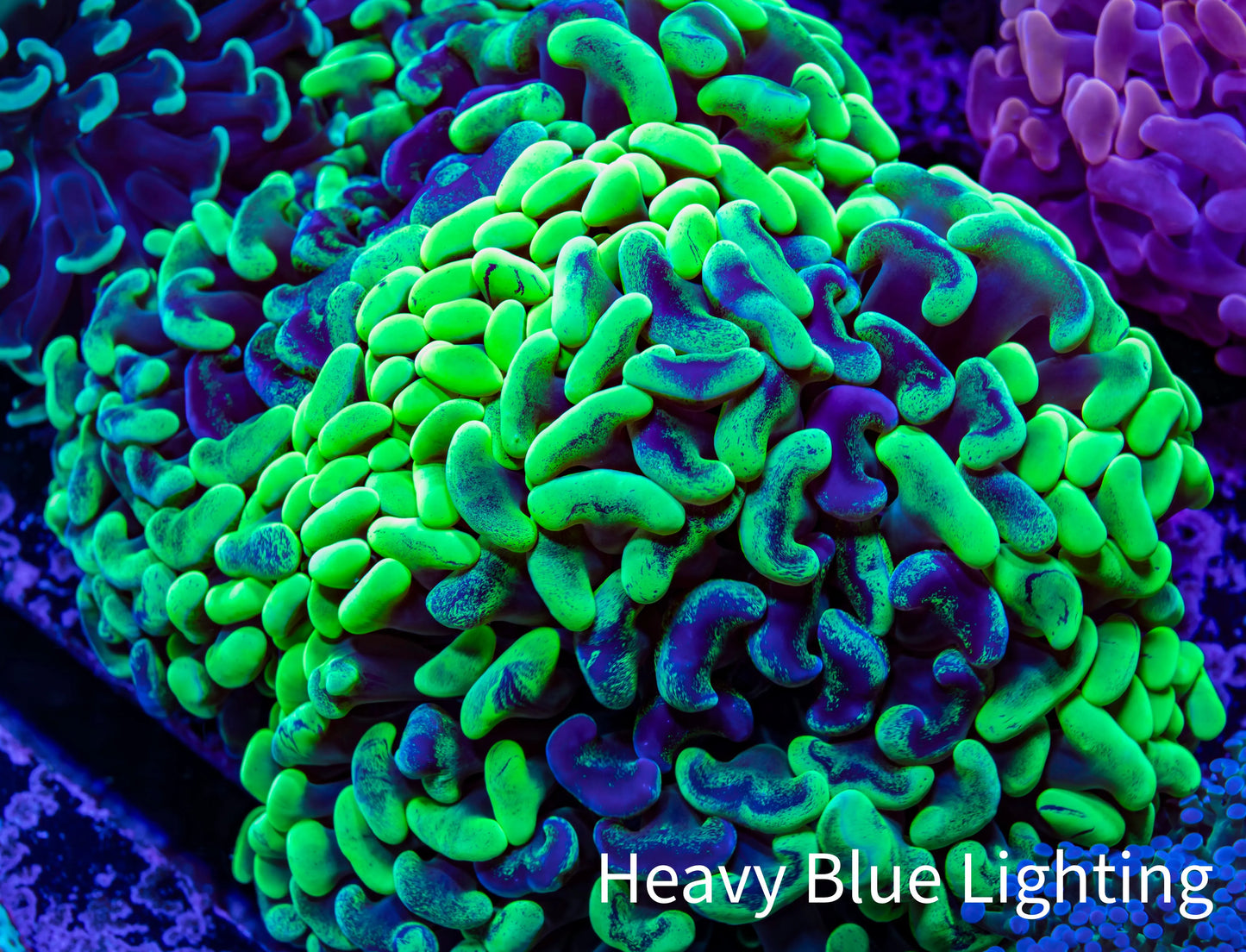 Ultra Hammer Coral - WYSIWYG 13cm B1R6B1 Ultra Hammer Coral - WYSIWYG 13cm B1R6B1 Aquarium Decor Ultra Hammer Coral - WYSIWYG 13cm B1R6B1 Zeo Box Reef