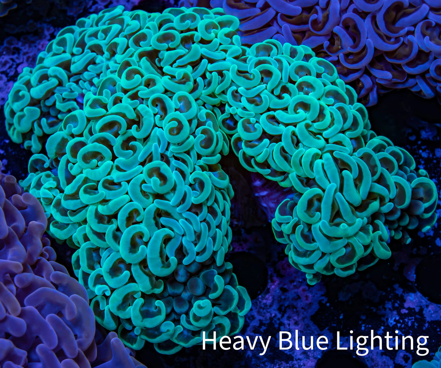Ultra Hammer Coral - WYSIWYG 13cm B3R6B1 Ultra Hammer Coral - WYSIWYG 13cm B3R6B1 Aquarium Decor Ultra Hammer Coral - WYSIWYG 13cm B3R6B1 Zeo Box Reef