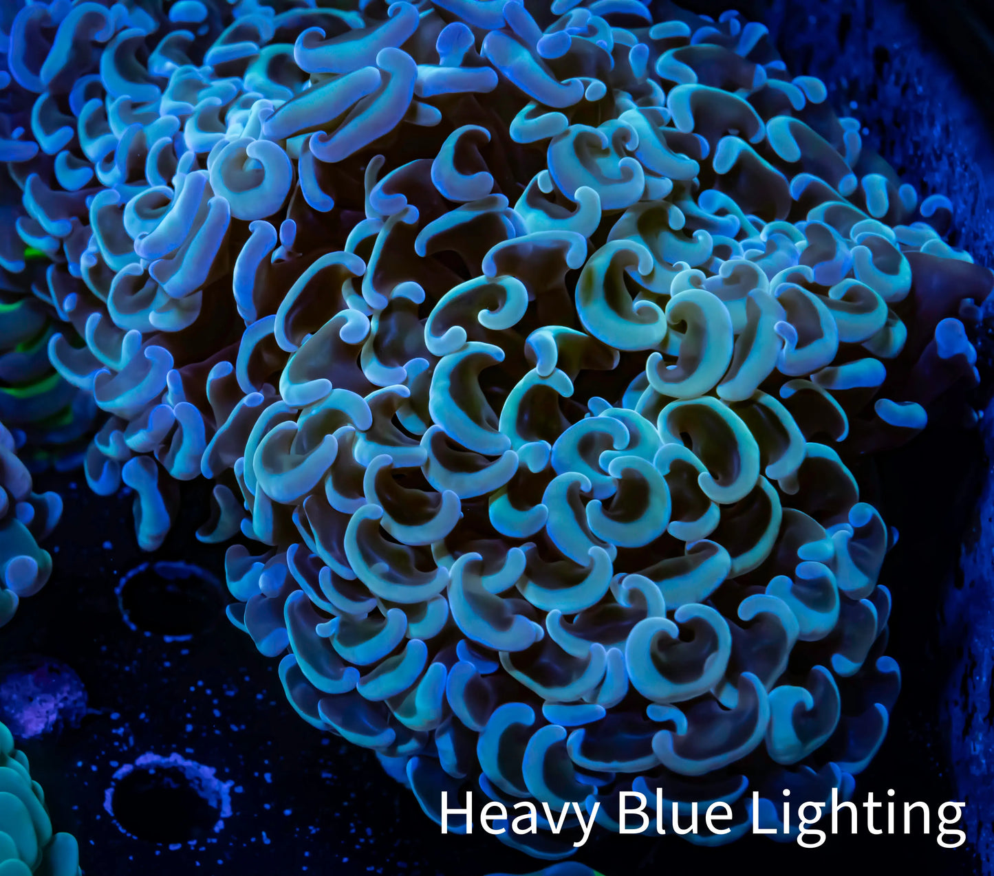 Ultra Hammer Coral - WYSIWYG 13cm D2R6B1 Ultra Hammer Coral - WYSIWYG 13cm D2R6B1 Aquarium Decor Ultra Hammer Coral - WYSIWYG 13cm D2R6B1 Zeo Box Reef