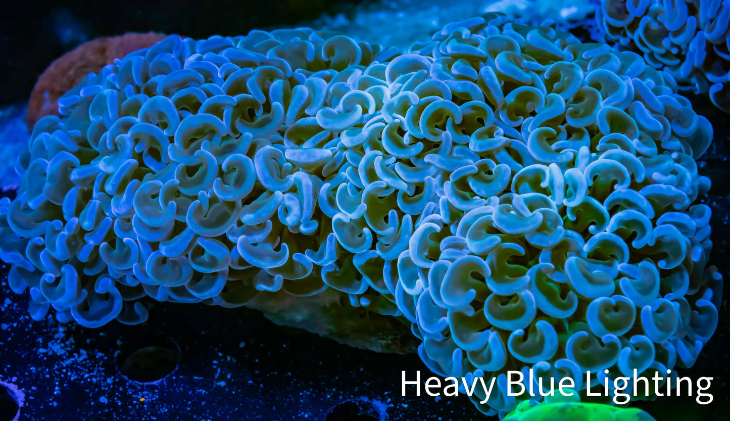 Ultra Hammer Coral - WYSIWYG 13cm Ultra Hammer Coral - WYSIWYG 13cm Aquarium Decor Ultra Hammer Coral - WYSIWYG 13cm Zeo Box Reef
