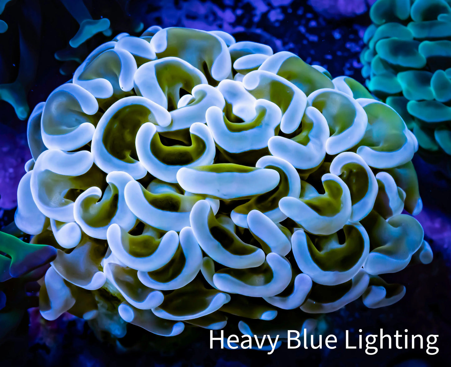 Ultra Hammer Coral - WYSIWYG 4cm C2R6B1 Ultra Hammer Coral - WYSIWYG 4cm C2R6B1 Aquarium Decor Ultra Hammer Coral - WYSIWYG 4cm C2R6B1 Zeo Box Reef