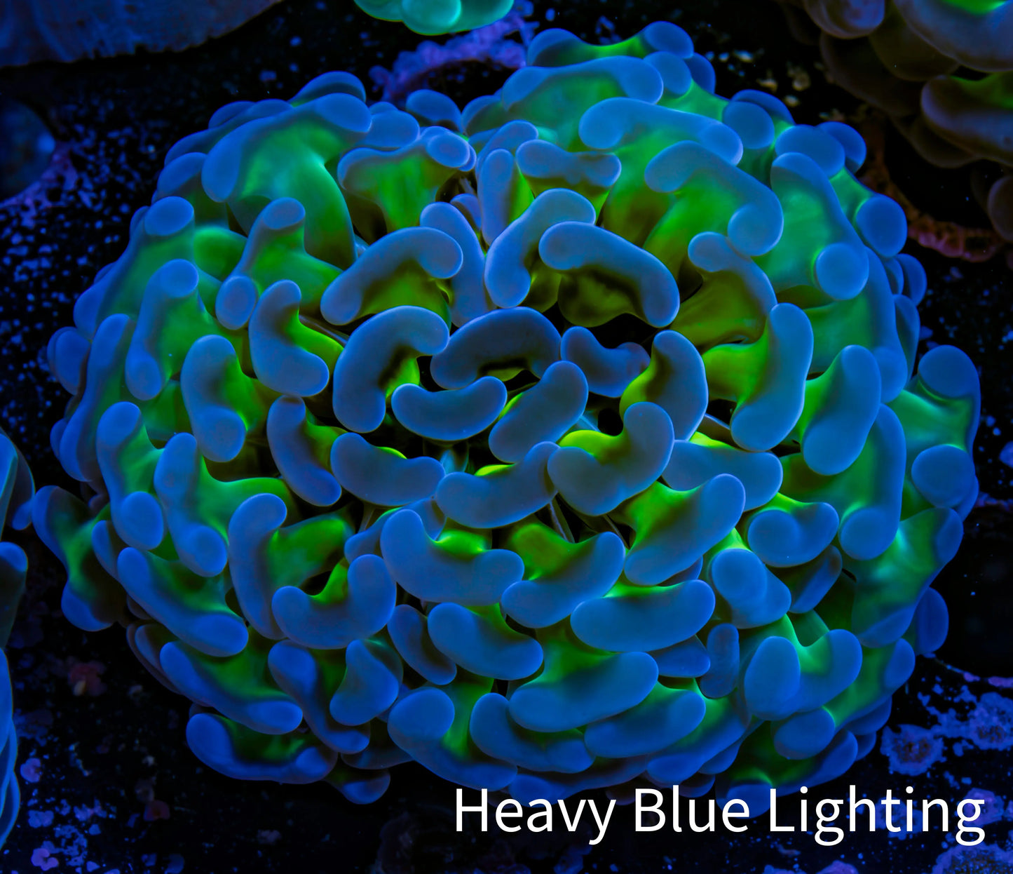 Ultra Hammer Coral - WYSIWYG 5cm A2R6B1 Ultra Hammer Coral - WYSIWYG 5cm A2R6B1 Aquarium Decor Ultra Hammer Coral - WYSIWYG 5cm A2R6B1 Zeo Box Reef