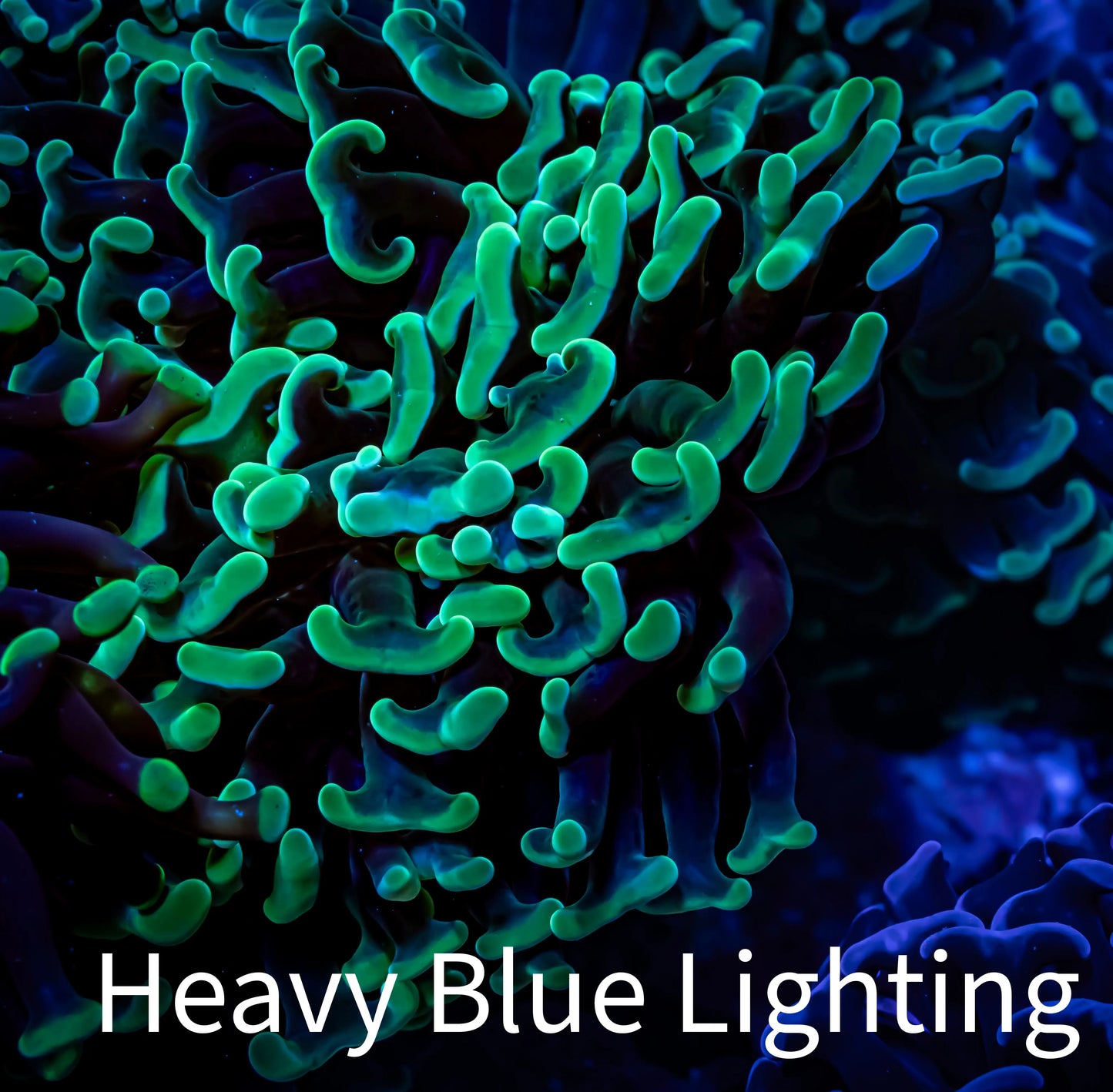 Ultra Hammer Coral - WYSIWYG 5cm B3R6B1 Ultra Hammer Coral - WYSIWYG 5cm B3R6B1 Aquarium Decor Ultra Hammer Coral - WYSIWYG 5cm B3R6B1 Zeo Box Reef