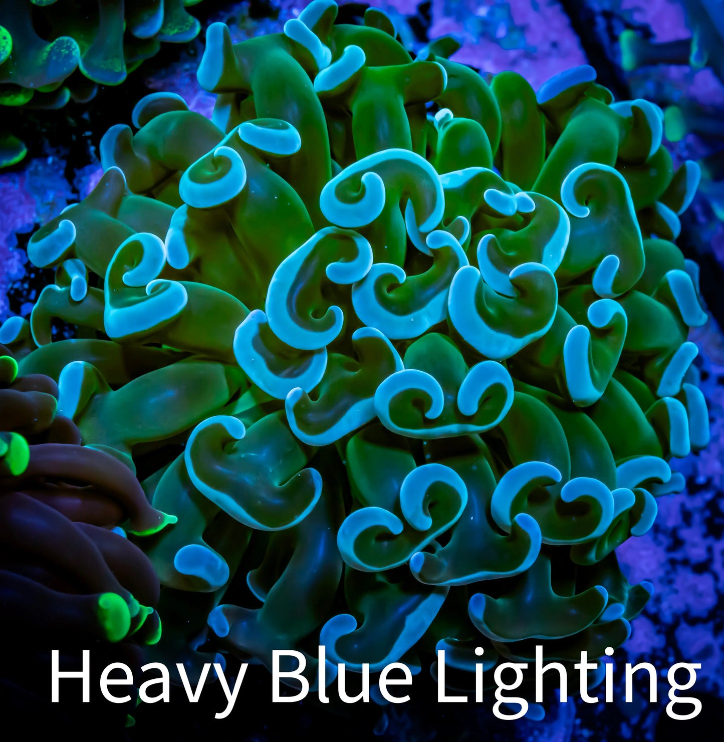 Ultra Hammer Coral WYSIWYG 5cm C5R5B1 Ultra Hammer Coral WYSIWYG 5cm C5R5B1 Aquarium Decor Ultra Hammer Coral WYSIWYG 5cm C5R5B1 Zeo Box Reef