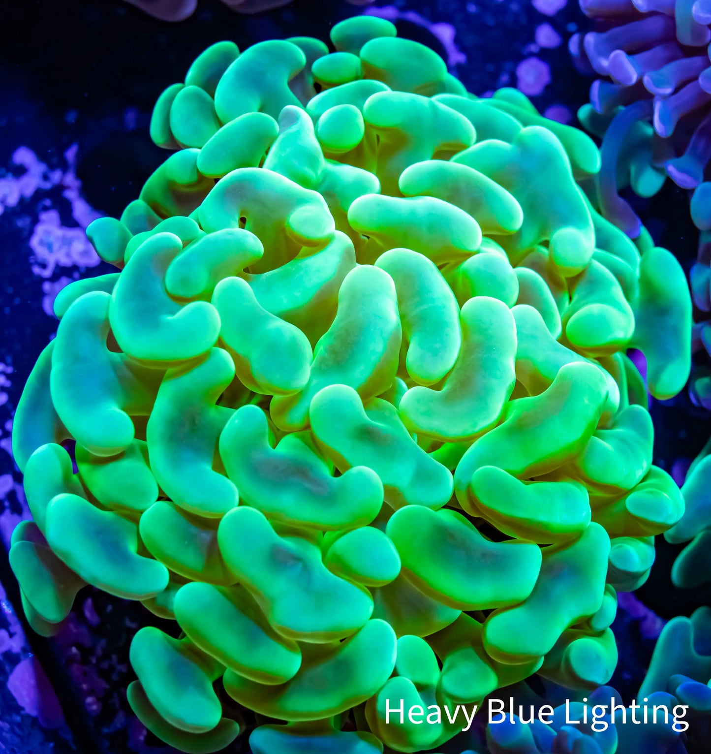 Ultra Hammer Coral WYSIWYG 5cm Ultra Hammer Coral WYSIWYG 5cm Aquarium Decor Ultra Hammer Coral WYSIWYG 5cm Zeo Box Reef