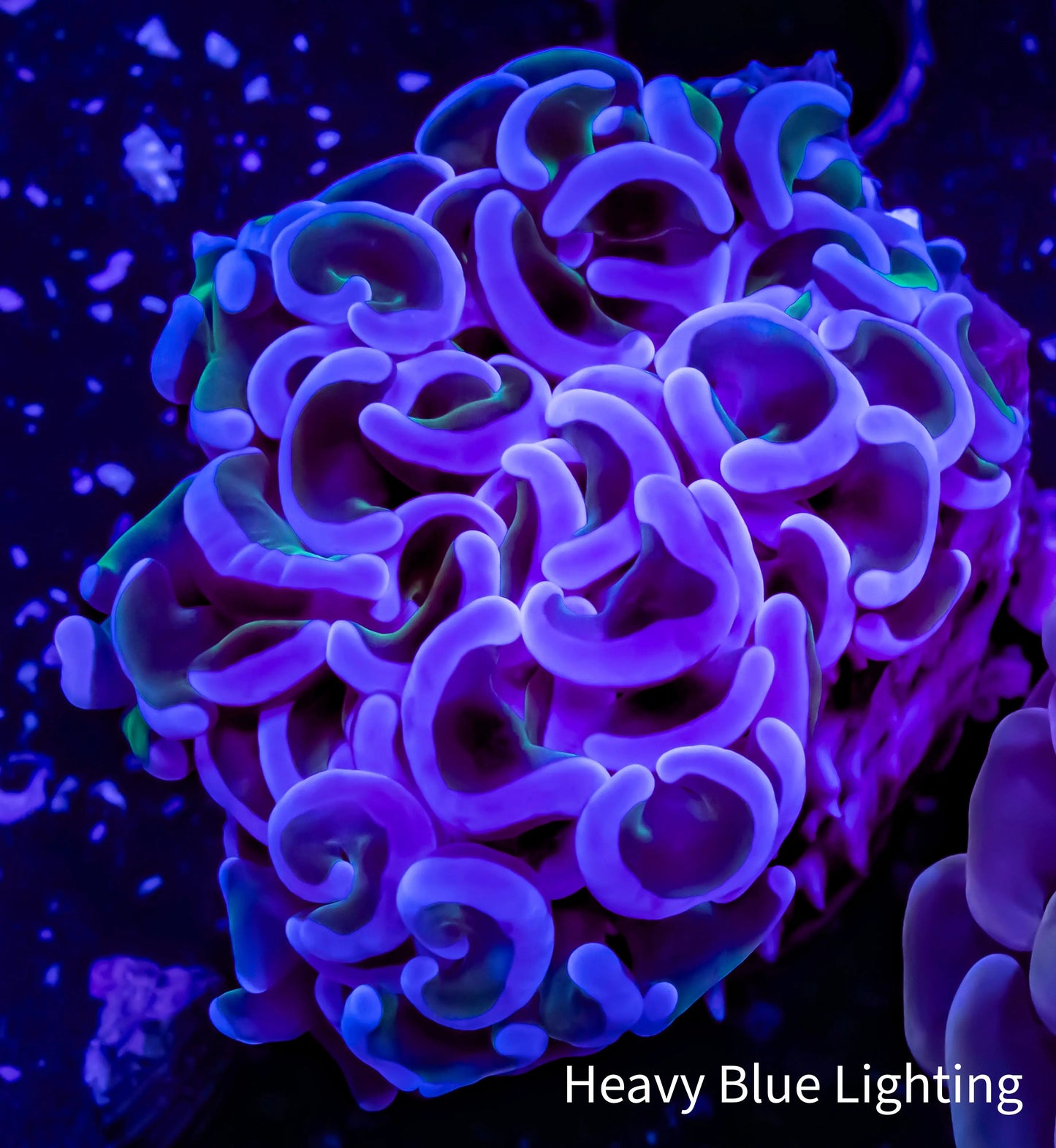 Ultra Hammer Coral WYSIWYG 5cm Ultra Hammer Coral WYSIWYG 5cm Aquarium Decor Ultra Hammer Coral WYSIWYG 5cm Zeo Box Reef