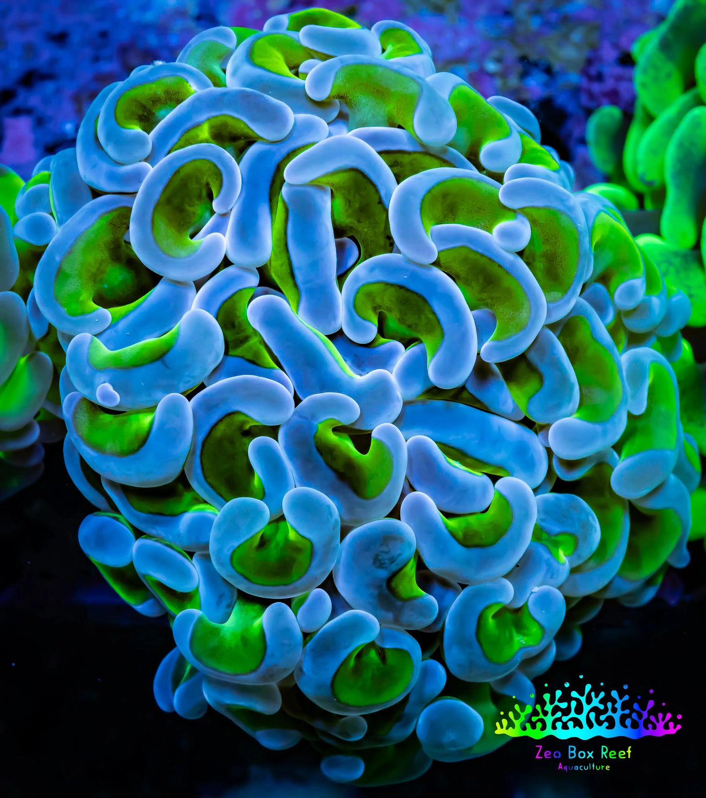 Ultra Hammer Coral WYSIWYG 6cm A2R5B1 Ultra Hammer Coral WYSIWYG 6cm A2R5B1 Aquarium Decor Ultra Hammer Coral WYSIWYG 6cm A2R5B1 Zeo Box Reef