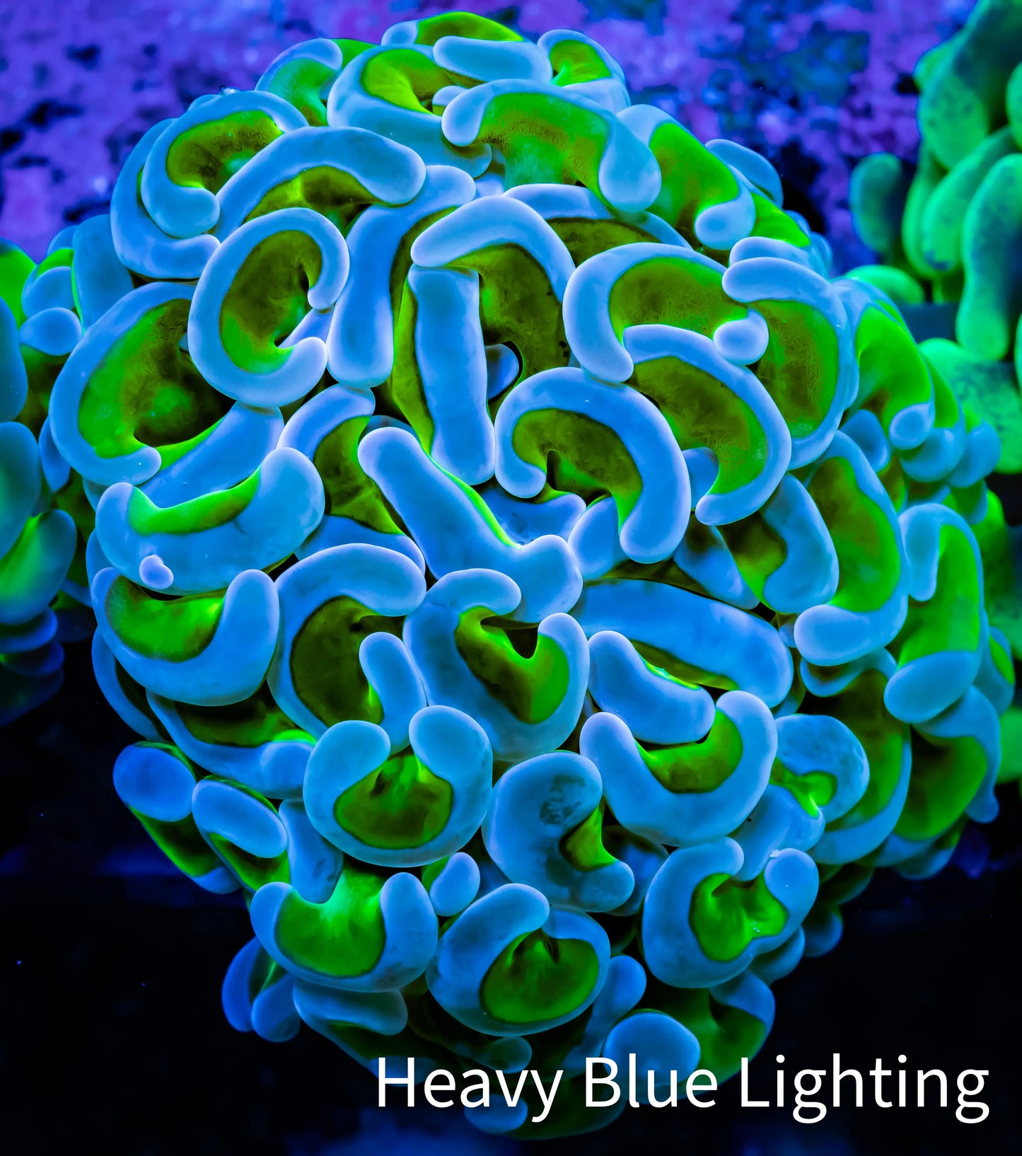 Ultra Hammer Coral WYSIWYG 6cm A2R5B1 Ultra Hammer Coral WYSIWYG 6cm A2R5B1 Aquarium Decor Ultra Hammer Coral WYSIWYG 6cm A2R5B1 Zeo Box Reef