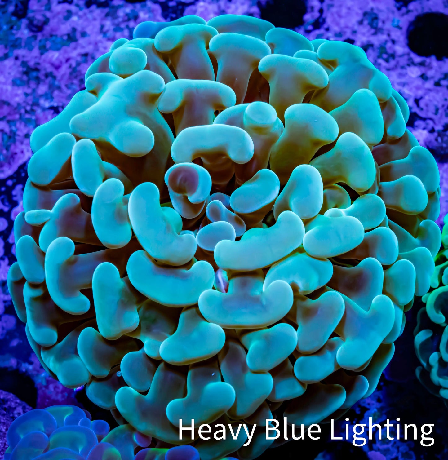 Ultra Hammer Coral - WYSIWYG 6cm A2R5B1 Ultra Hammer Coral - WYSIWYG 6cm A2R5B1 Aquarium Decor Ultra Hammer Coral - WYSIWYG 6cm A2R5B1 Zeo Box Reef
