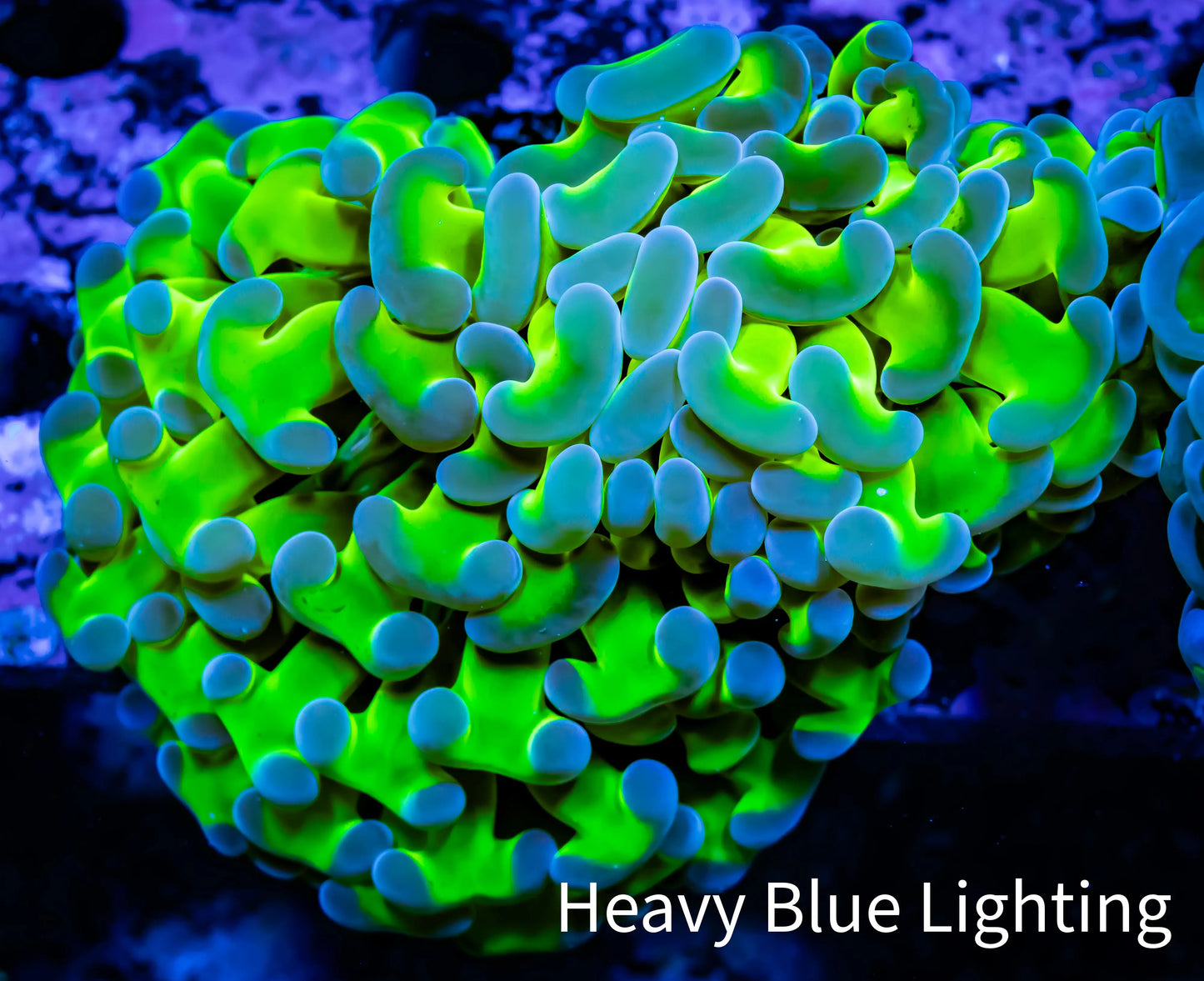 Ultra Hammer Coral WYSIWYG 6cm A3R5B1 Ultra Hammer Coral WYSIWYG 6cm A3R5B1 Aquarium Decor Ultra Hammer Coral WYSIWYG 6cm A3R5B1 Zeo Box Reef