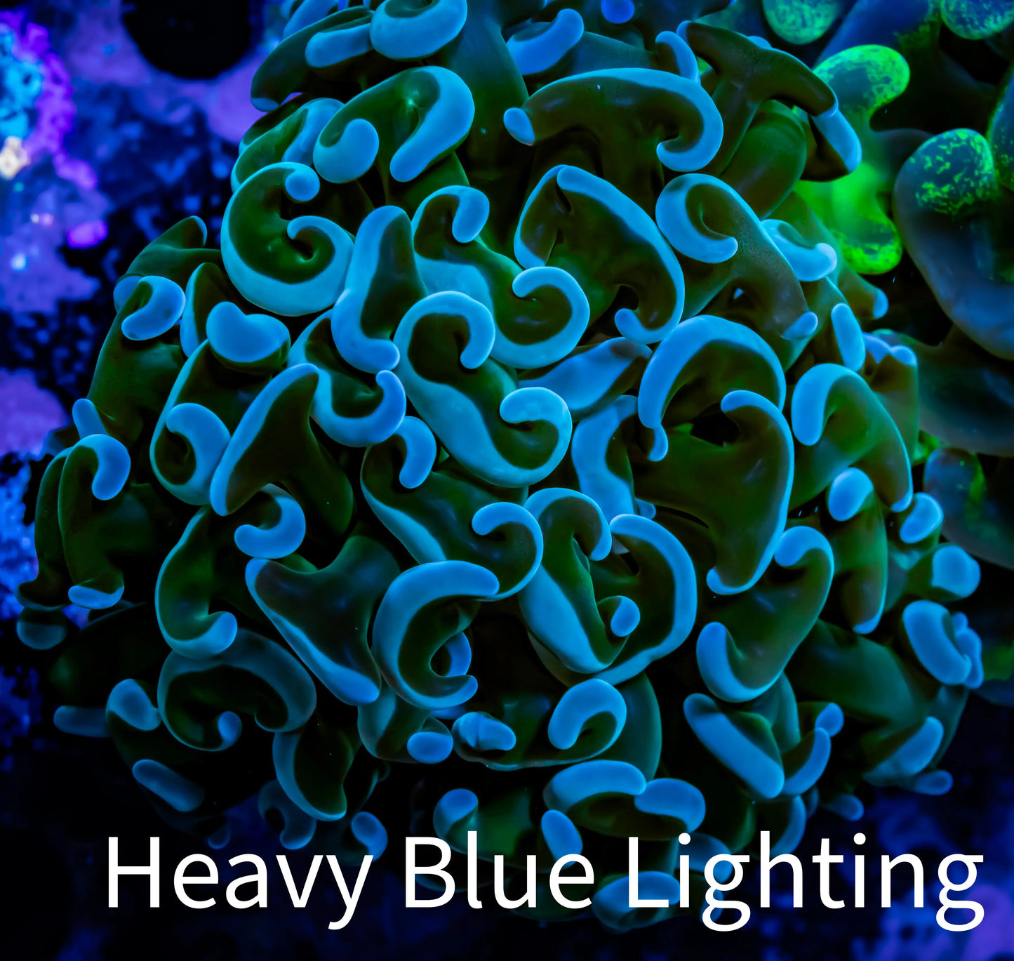 Ultra Hammer Coral WYSIWYG 6cm C2R5B1 Ultra Hammer Coral WYSIWYG 6cm C2R5B1 Aquarium Decor Ultra Hammer Coral WYSIWYG 6cm C2R5B1 Zeo Box Reef
