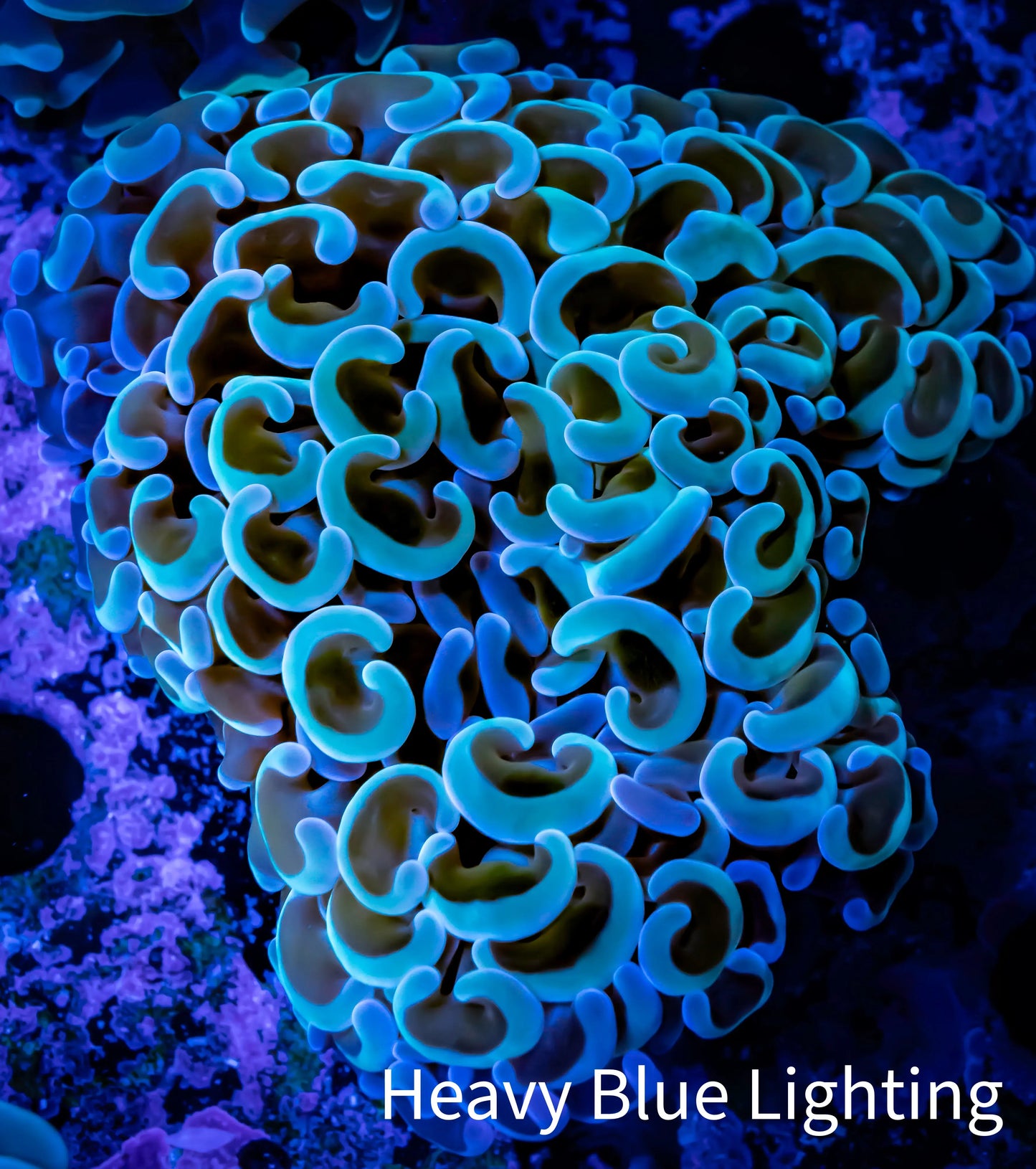 Ultra Hammer Coral - WYSIWYG 6cm D1R5B1 Ultra Hammer Coral - WYSIWYG 6cm D1R5B1 Aquarium Decor Ultra Hammer Coral - WYSIWYG 6cm D1R5B1 Zeo Box Reef