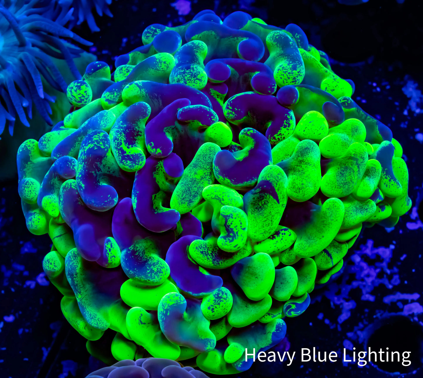 Ultra Hammer Coral WYSIWYG 6cm Ultra Hammer Coral WYSIWYG 6cm Aquarium Decor Ultra Hammer Coral WYSIWYG 6cm Zeo Box Reef