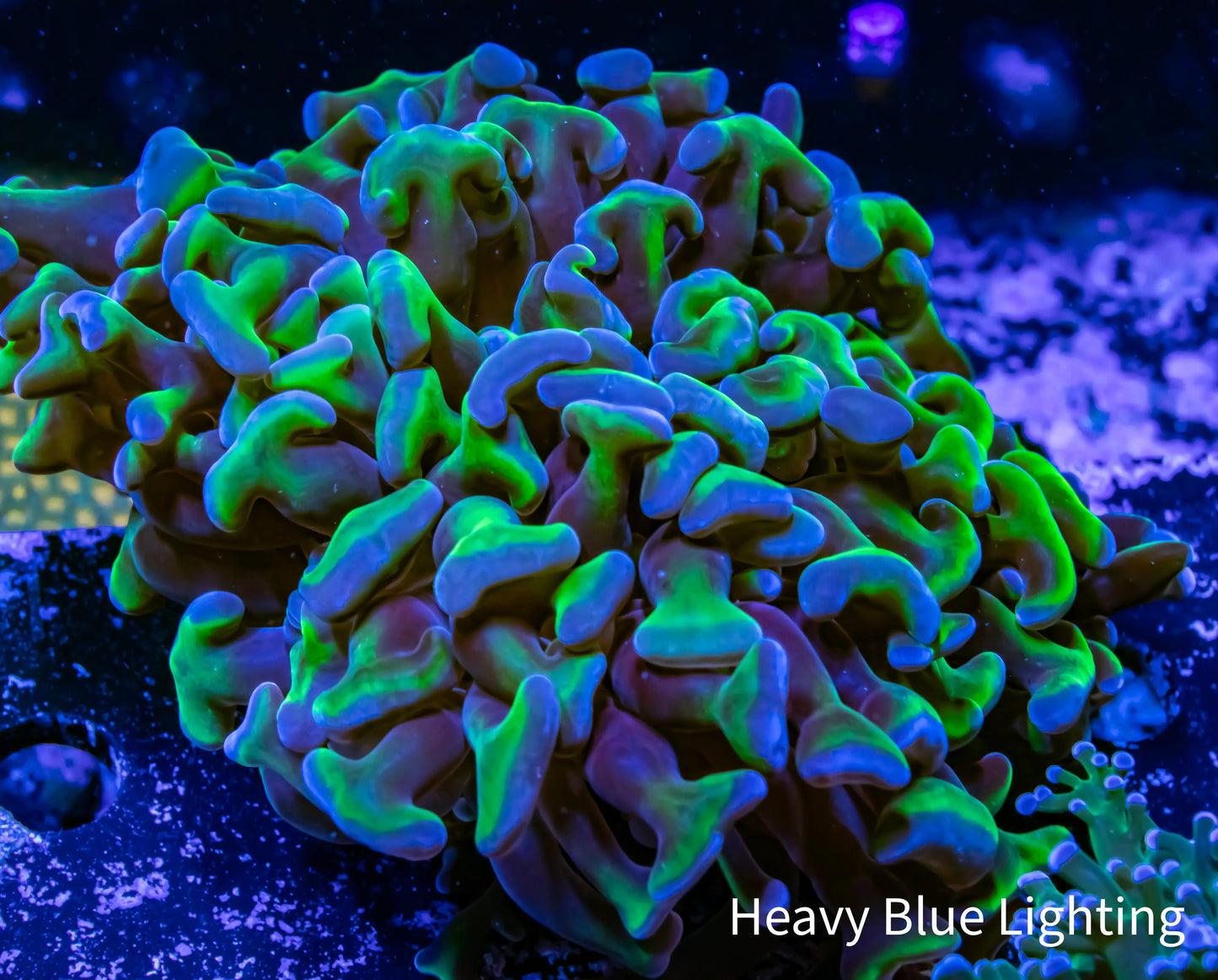 Ultra Hammer Coral WYSIWYG 6cm Ultra Hammer Coral WYSIWYG 6cm Aquarium Decor Ultra Hammer Coral WYSIWYG 6cm Zeo Box Reef