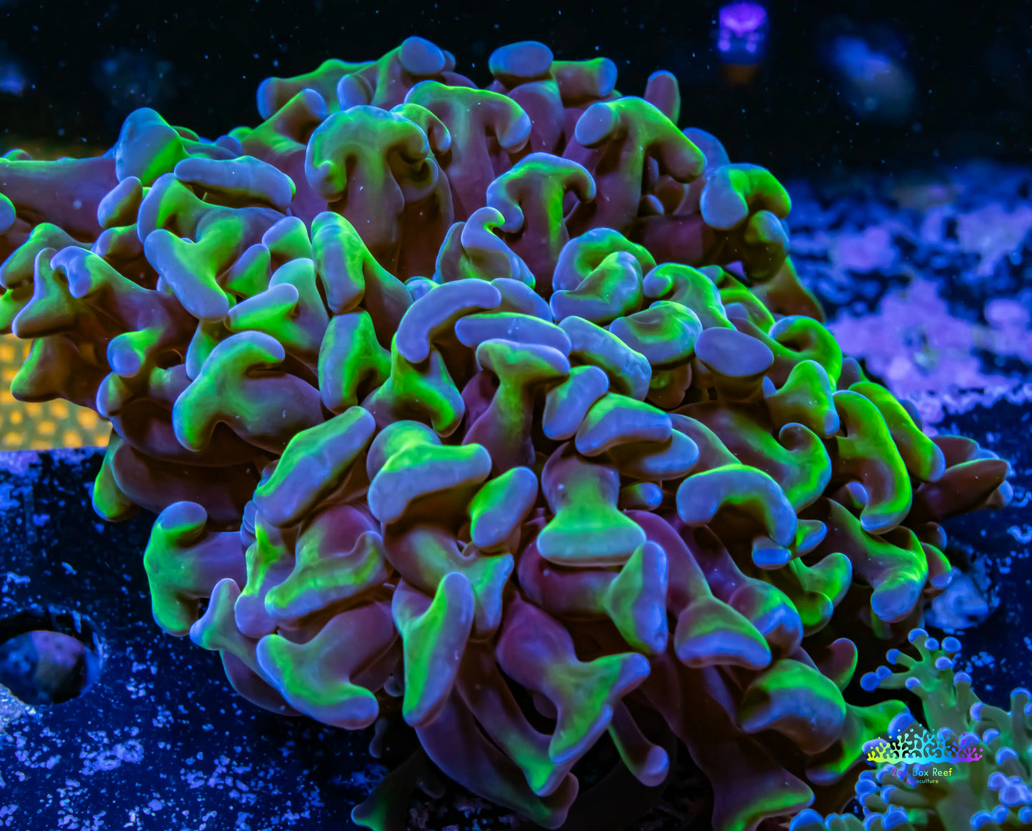 Ultra Hammer Coral WYSIWYG 6cm Ultra Hammer Coral WYSIWYG 6cm Aquarium Decor Ultra Hammer Coral WYSIWYG 6cm Zeo Box Reef
