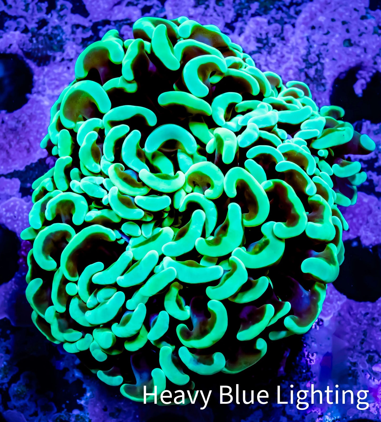 Ultra Hammer Coral - WYSIWYG 7cm A3R5B1 Ultra Hammer Coral - WYSIWYG 7cm A3R5B1 Aquarium Decor Ultra Hammer Coral - WYSIWYG 7cm A3R5B1 Zeo Box Reef