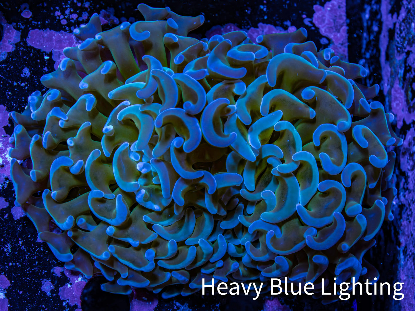 Ultra Hammer Coral - WYSIWYG 7cm B10R6B1 Ultra Hammer Coral - WYSIWYG 7cm B10R6B1 Aquarium Decor Ultra Hammer Coral - WYSIWYG 7cm B10R6B1 Zeo Box Reef