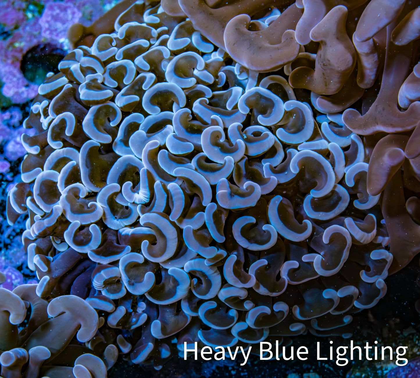 Ultra Hammer Coral - WYSIWYG 7cm B41R6B1 Ultra Hammer Coral - WYSIWYG 7cm B41R6B1 Aquarium Decor Ultra Hammer Coral - WYSIWYG 7cm B41R6B1 Zeo Box Reef