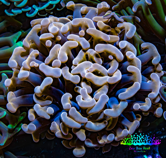 Ultra Hammer Coral -  WYSIWYG 7cm C2R6B1 Ultra Hammer Coral -  WYSIWYG 7cm C2R6B1 Aquarium Decor Ultra Hammer Coral -  WYSIWYG 7cm C2R6B1 Zeo Box Reef
