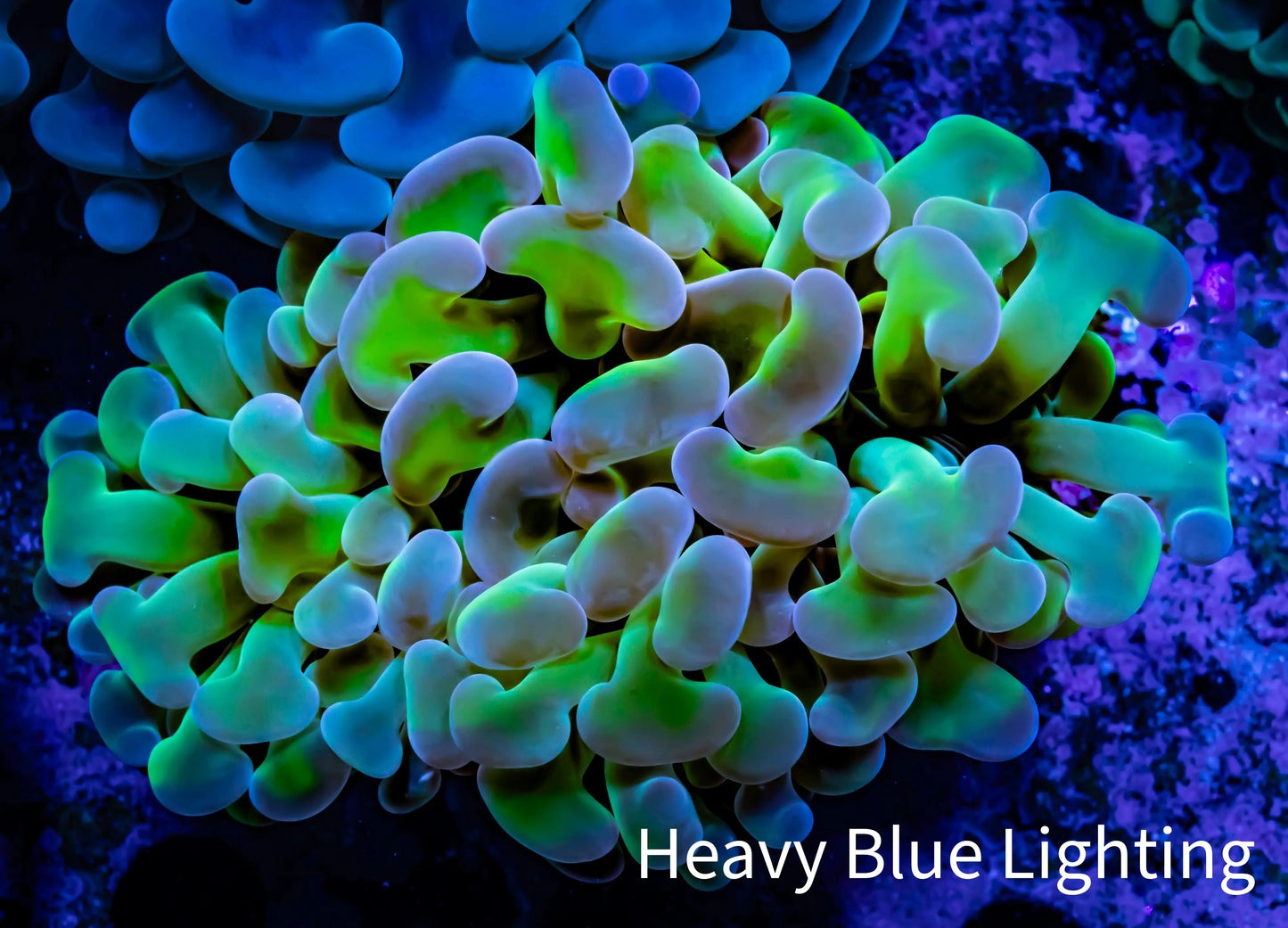 Ultra Hammer Coral - WYSIWYG 7cm C4R5B1 Ultra Hammer Coral - WYSIWYG 7cm C4R5B1 Aquarium Decor Ultra Hammer Coral - WYSIWYG 7cm C4R5B1 Zeo Box Reef