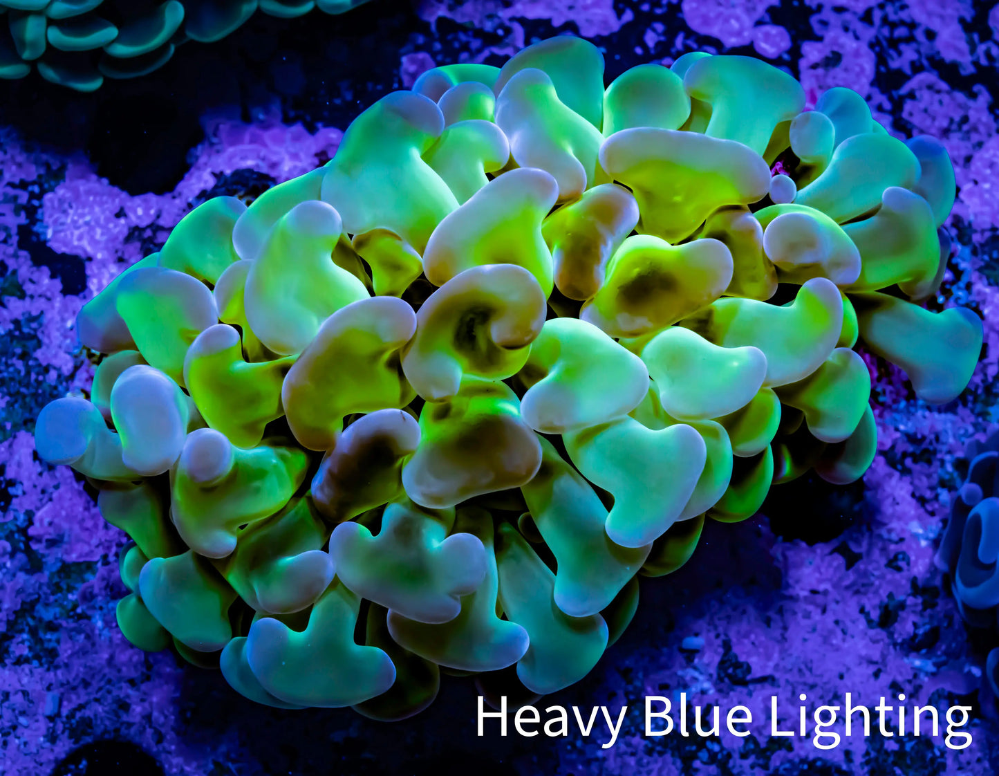 Ultra Hammer Coral - WYSIWYG 7cm C4R5B1 Ultra Hammer Coral - WYSIWYG 7cm C4R5B1 Aquarium Decor Ultra Hammer Coral - WYSIWYG 7cm C4R5B1 Zeo Box Reef
