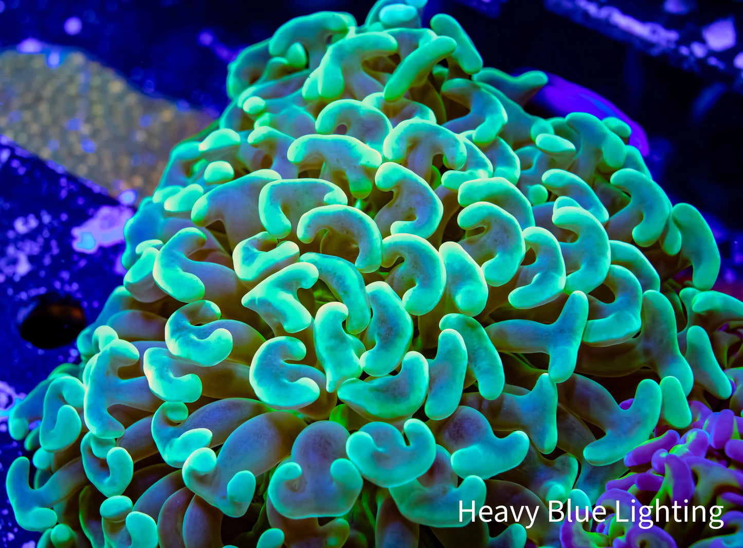 Ultra Hammer Coral WYSIWYG 7cm Ultra Hammer Coral WYSIWYG 7cm Aquarium Decor Ultra Hammer Coral WYSIWYG 7cm Zeo Box Reef