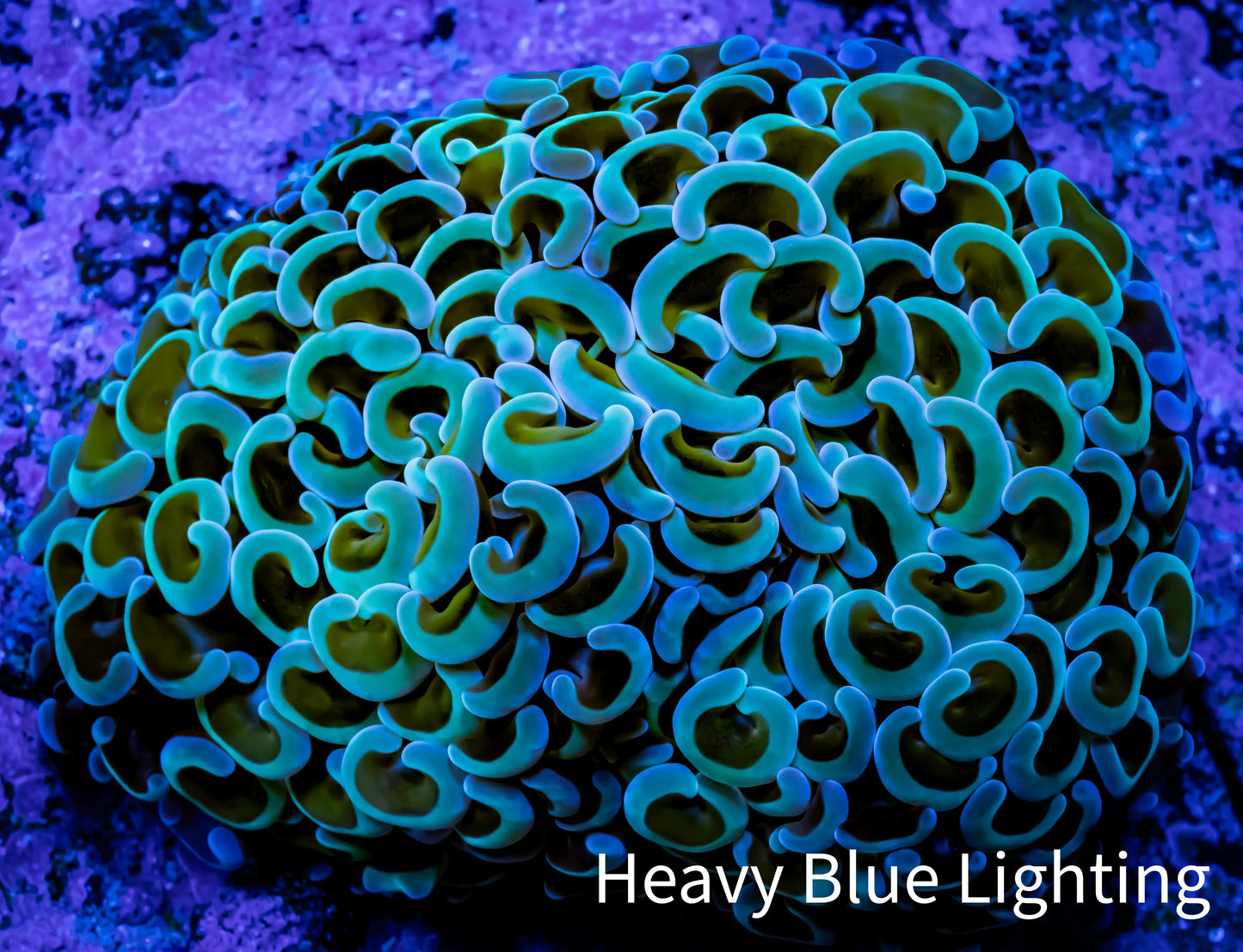 Ultra Hammer Coral - WYSIWYG 7cm c5R5B1 Ultra Hammer Coral - WYSIWYG 7cm c5R5B1 Aquarium Decor Ultra Hammer Coral - WYSIWYG 7cm c5R5B1 Zeo Box Reef