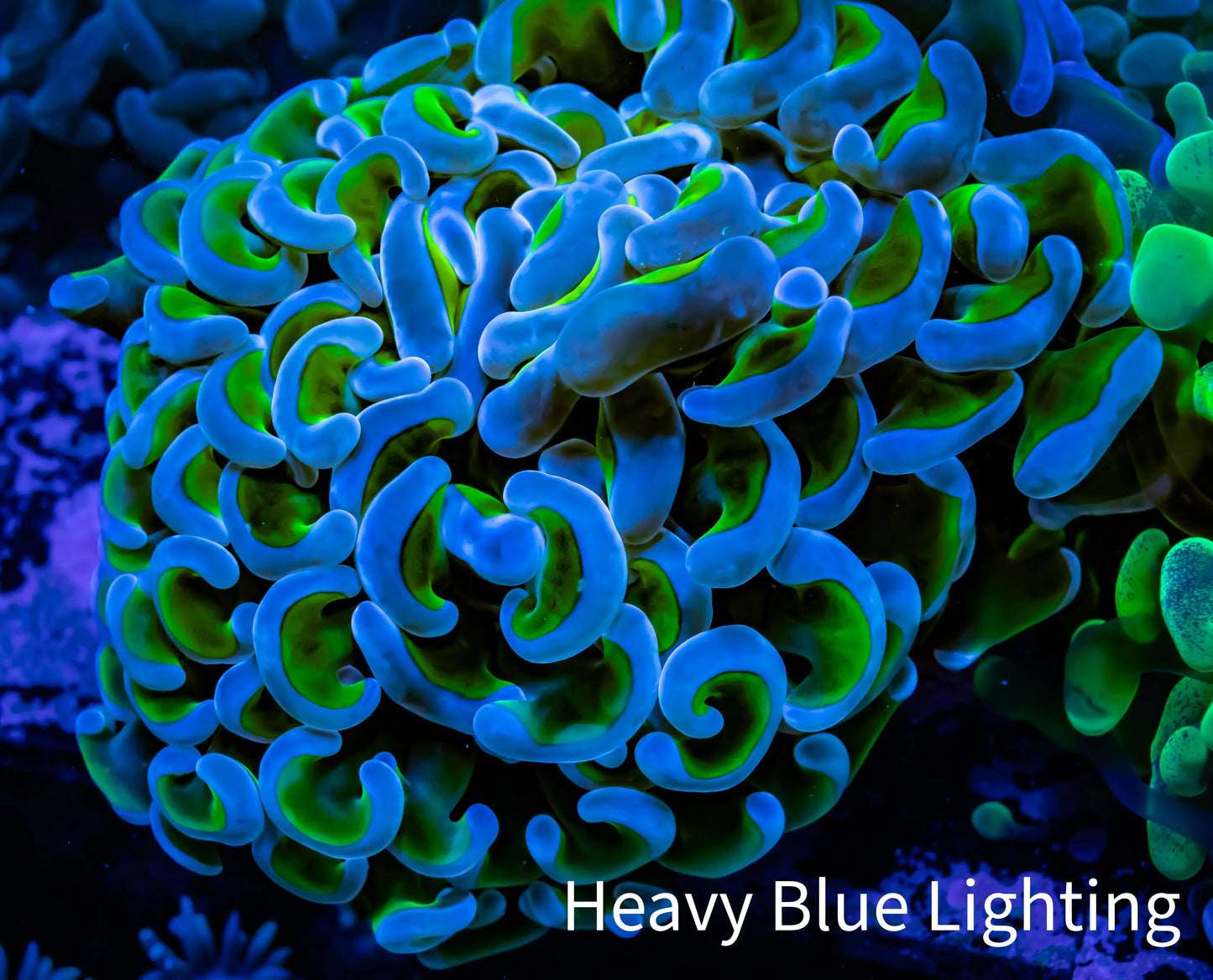 Ultra Hammer Coral WYSIWYG 8cm A2R5B1 Ultra Hammer Coral WYSIWYG 8cm A2R5B1 Aquarium Decor Ultra Hammer Coral WYSIWYG 8cm A2R5B1 Zeo Box Reef