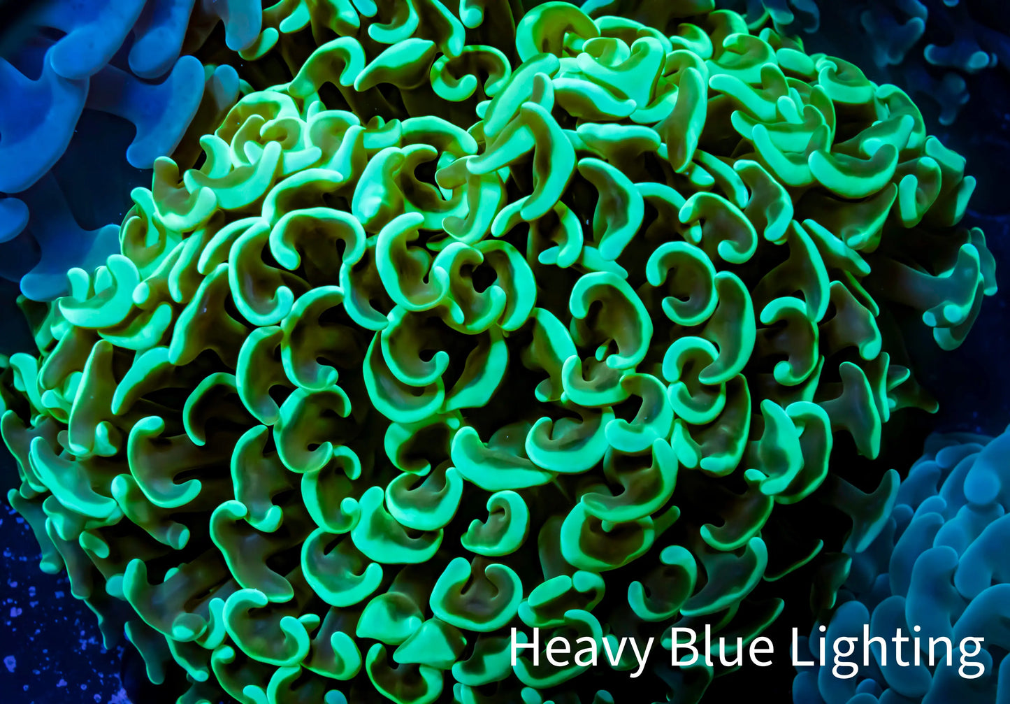 Ultra Hammer Coral - WYSIWYG 8cm B2R6B1 Ultra Hammer Coral - WYSIWYG 8cm B2R6B1 Aquarium Decor Ultra Hammer Coral - WYSIWYG 8cm B2R6B1 Zeo Box Reef