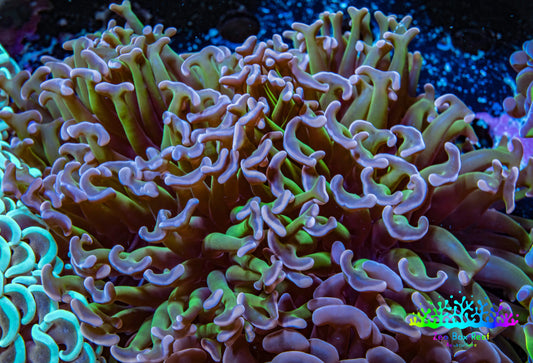Ultra Hammer Coral -  WYSIWYG 8cm B2R6B1 Ultra Hammer Coral -  WYSIWYG 8cm B2R6B1 Aquarium Decor Ultra Hammer Coral -  WYSIWYG 8cm B2R6B1 Zeo Box Reef